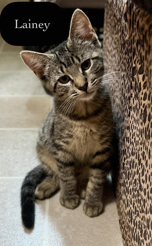 Lainey, a Adoptable Domestic Short Hair in Chalfont, PA image 3/5