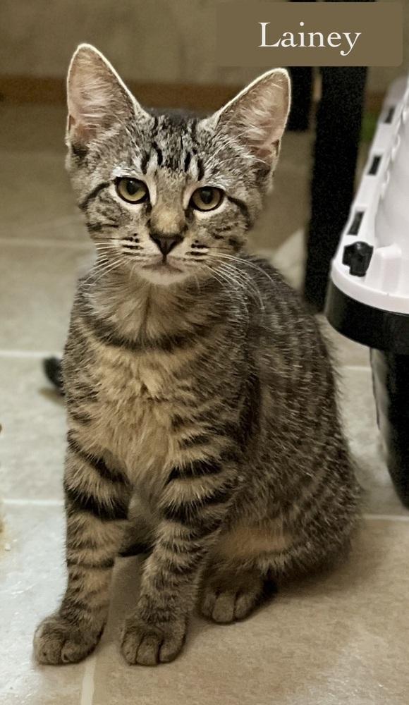 Lainey, a Adoptable Domestic Short Hair in Chalfont, PA image 4/5