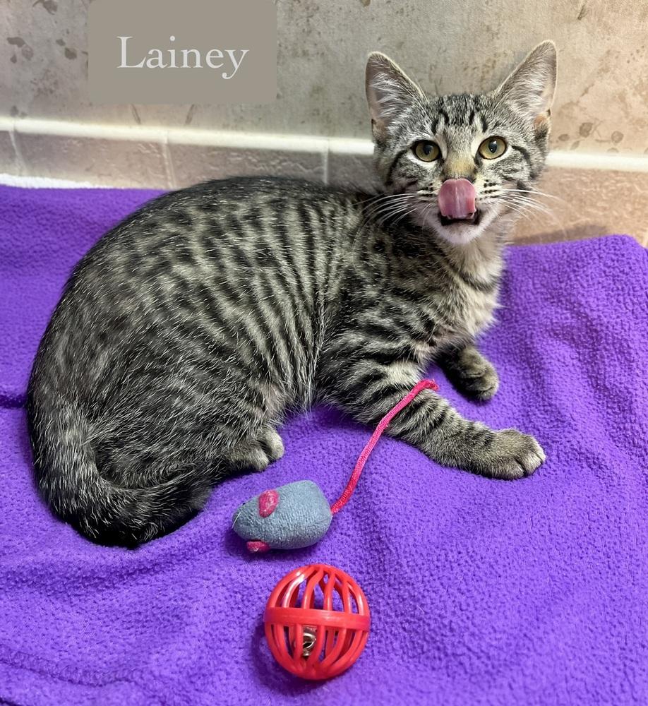 Lainey, a Adoptable Domestic Short Hair in Chalfont, PA image 5/5