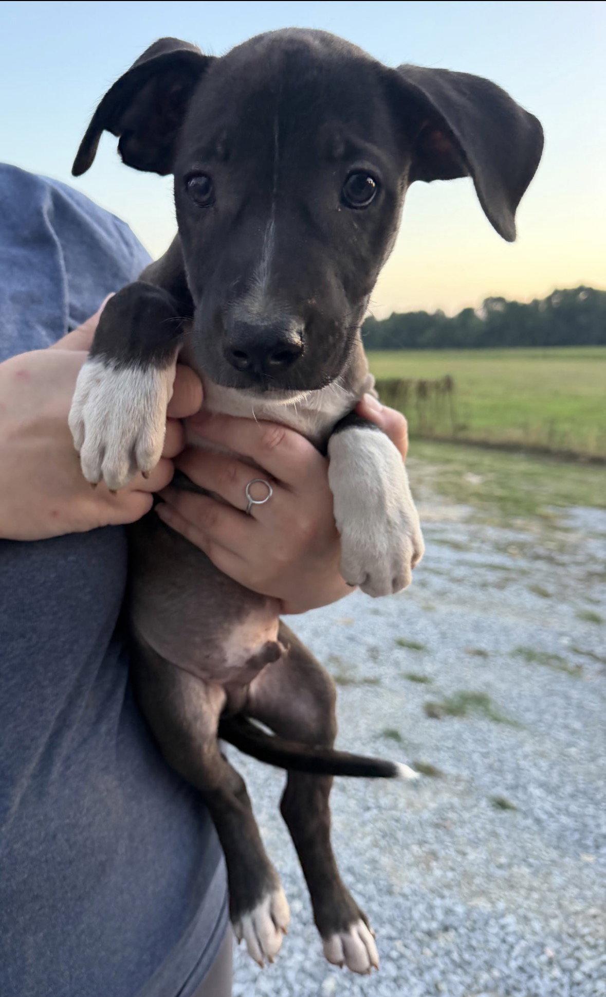 Dumpling, Adoptable, Puppy Male Catahoula Leopard Dog & Chocolate Labrador Retriever.