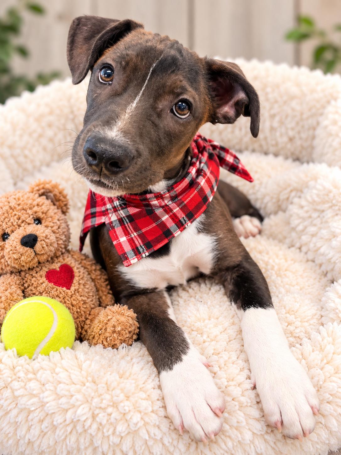 Enlarge Dumpling, a Adoptable mixed breed in Mount Laurel, NJ image 2/3