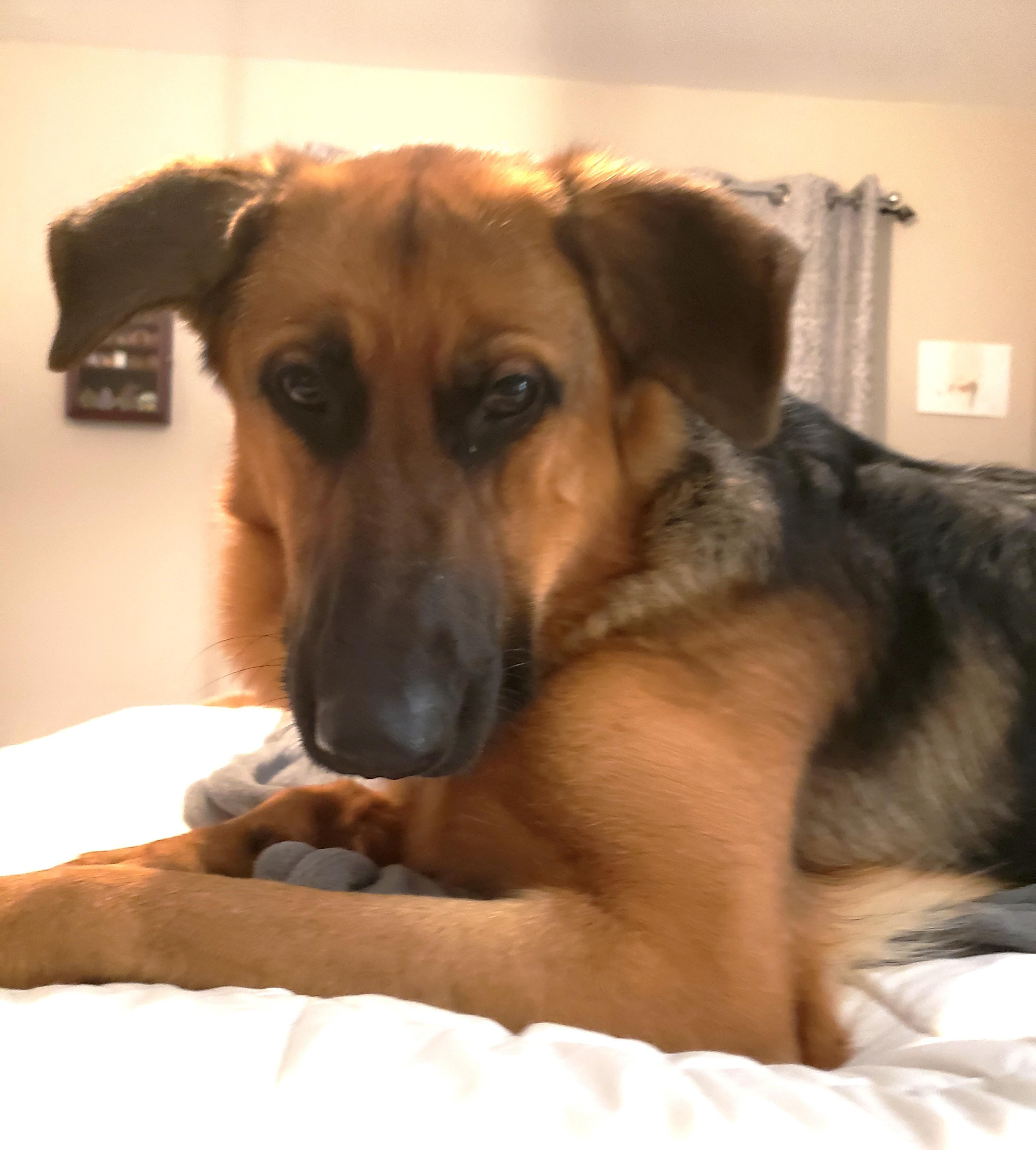 Chestnut, Adoptable, Young Female German Shepherd Dog.