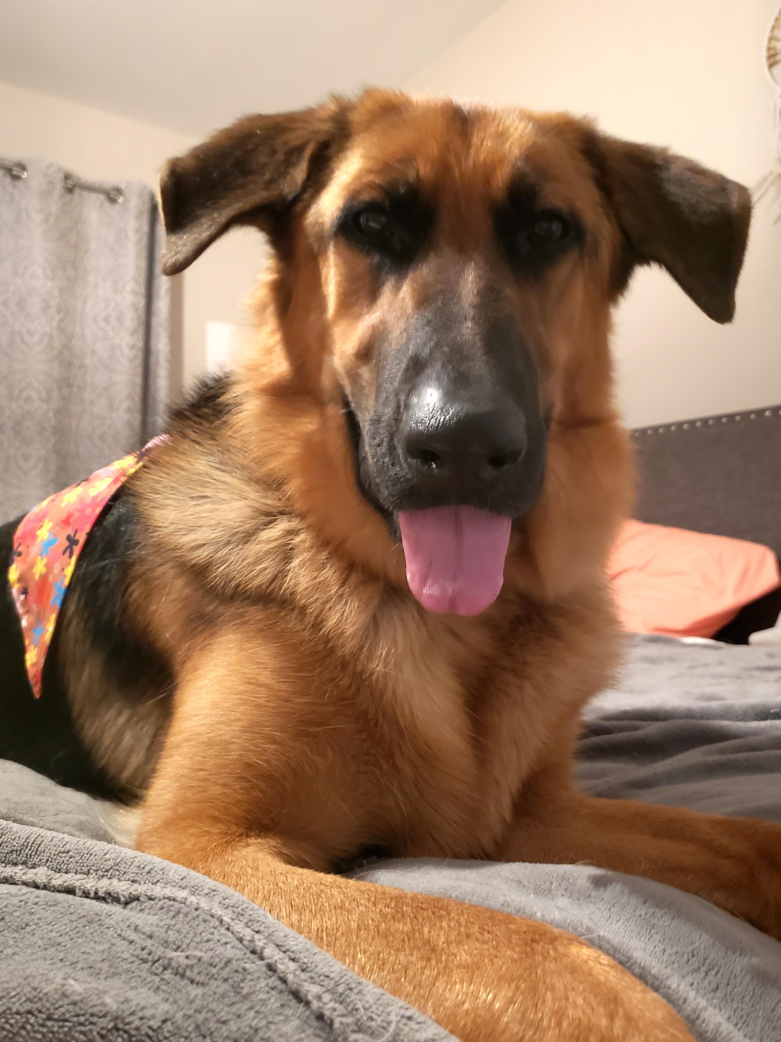 Chestnut, a Adoptable German Shepherd Dog in Puyallup, WA image 2/3