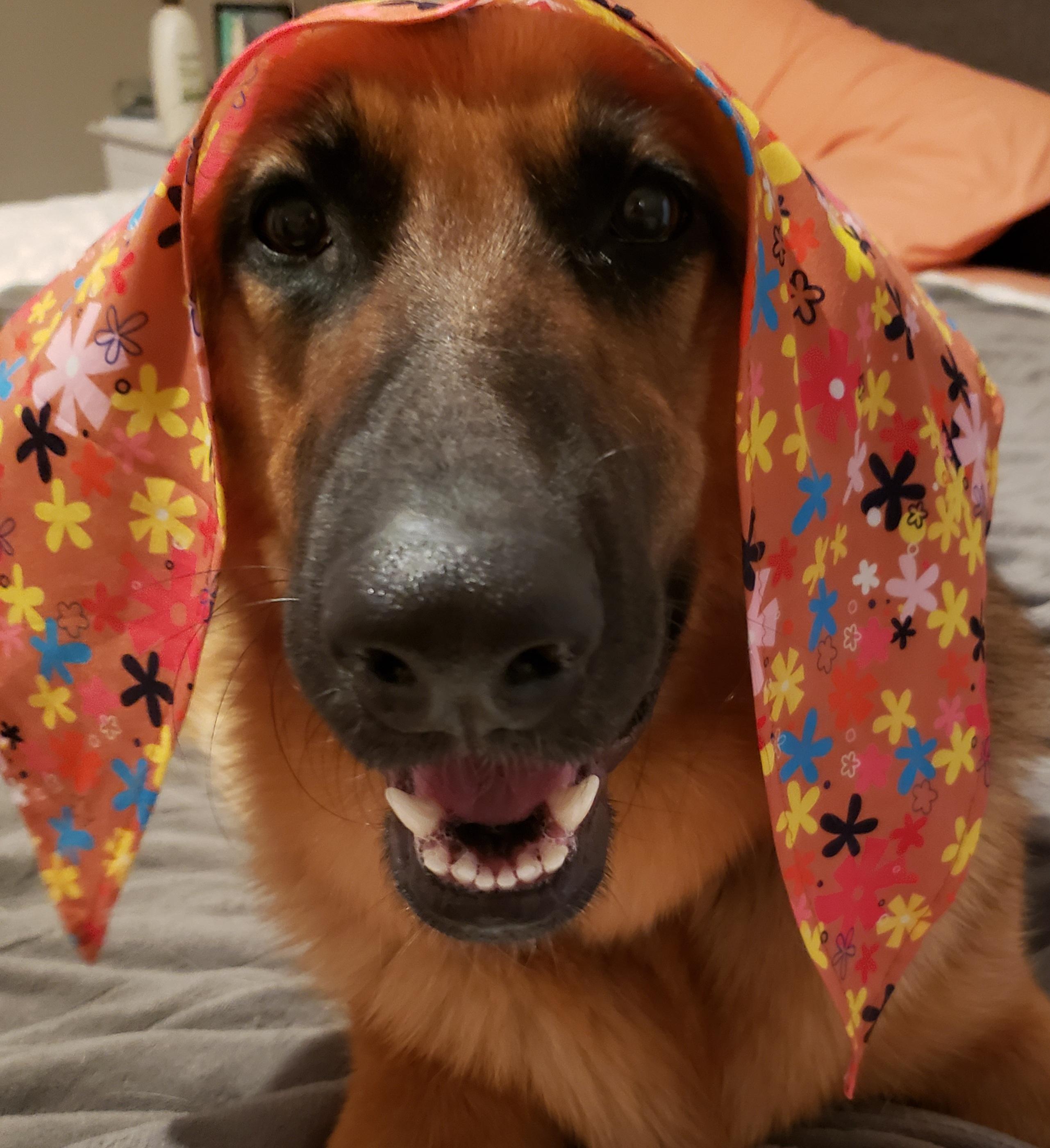 Chestnut, a Adoptable German Shepherd Dog in Puyallup, WA image 3/3