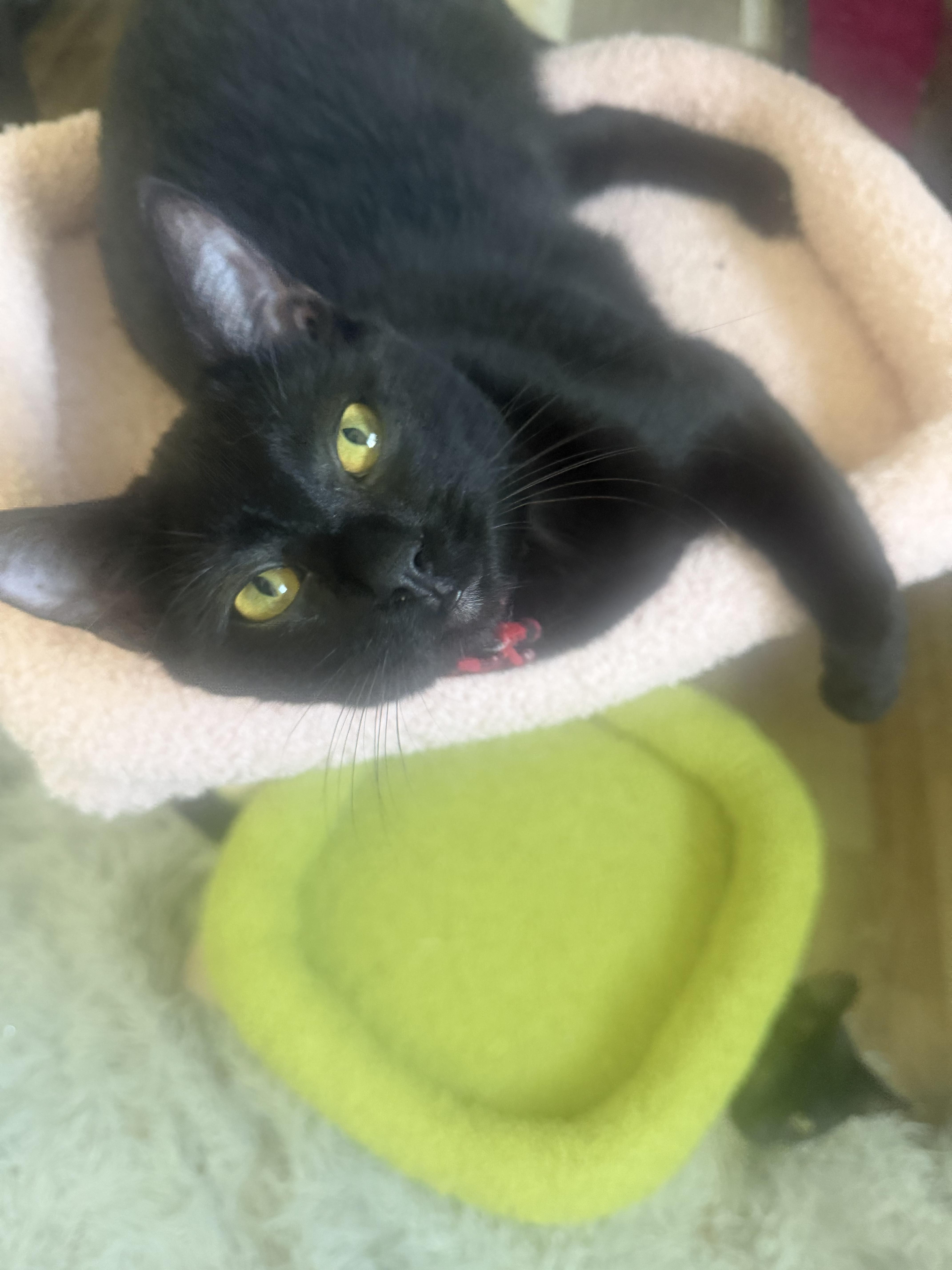 Enlarge Rocky, a ADOPTABLE Domestic Short Hair in Rio Linda, CA image 3/4