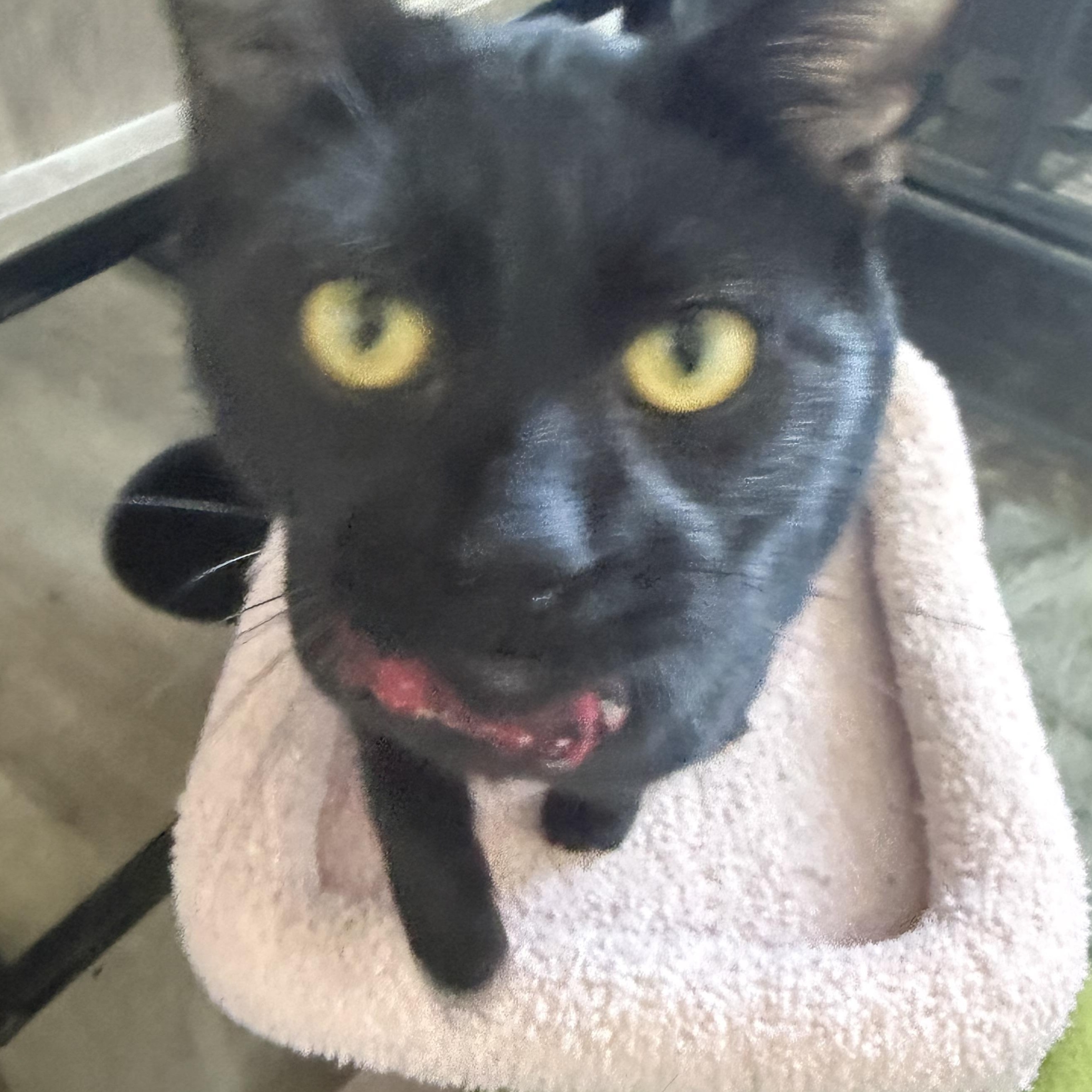 Enlarge Rocky, a ADOPTABLE Domestic Short Hair in Rio Linda, CA image 4/4