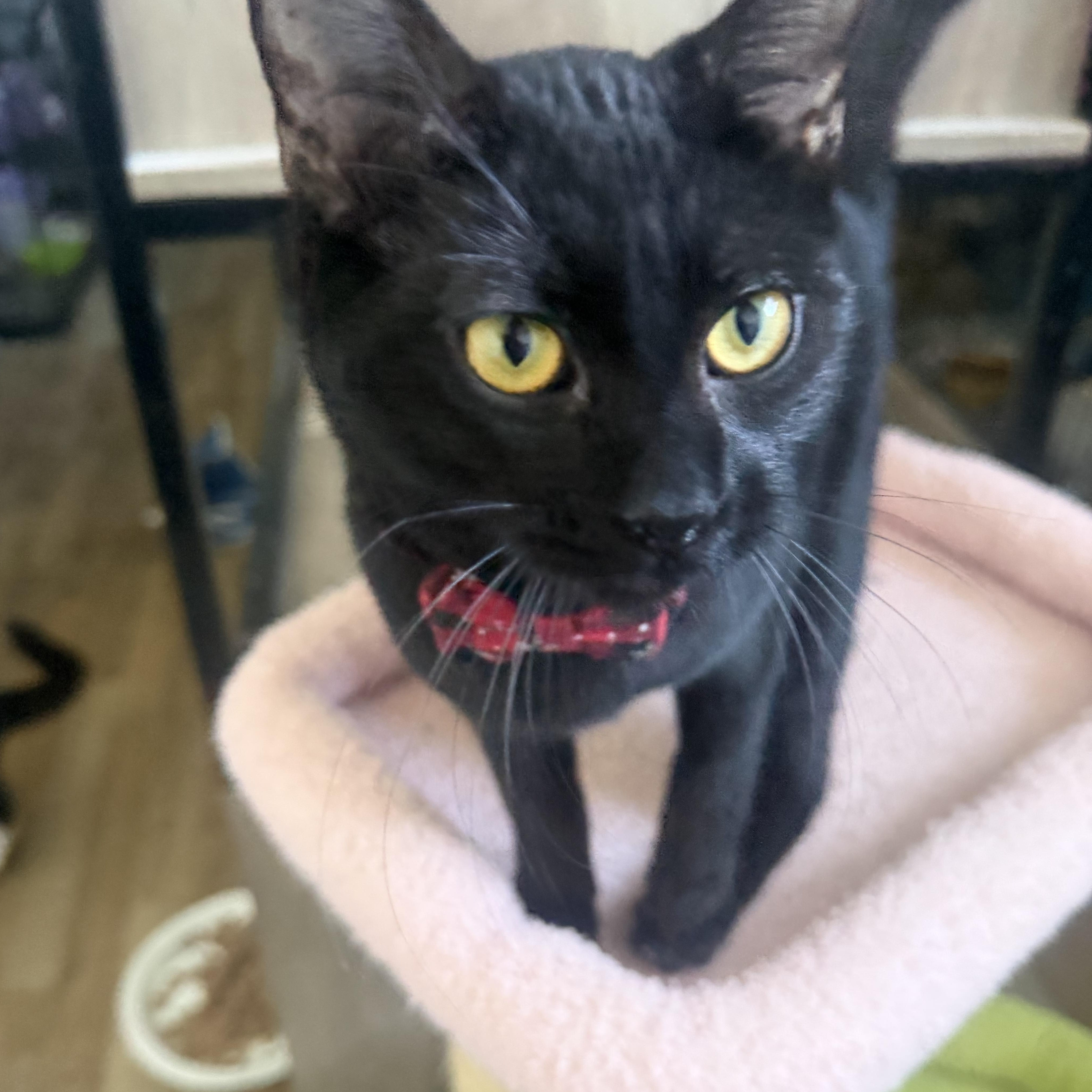 Rocky, ADOPTABLE, Young Male Domestic Short Hair.