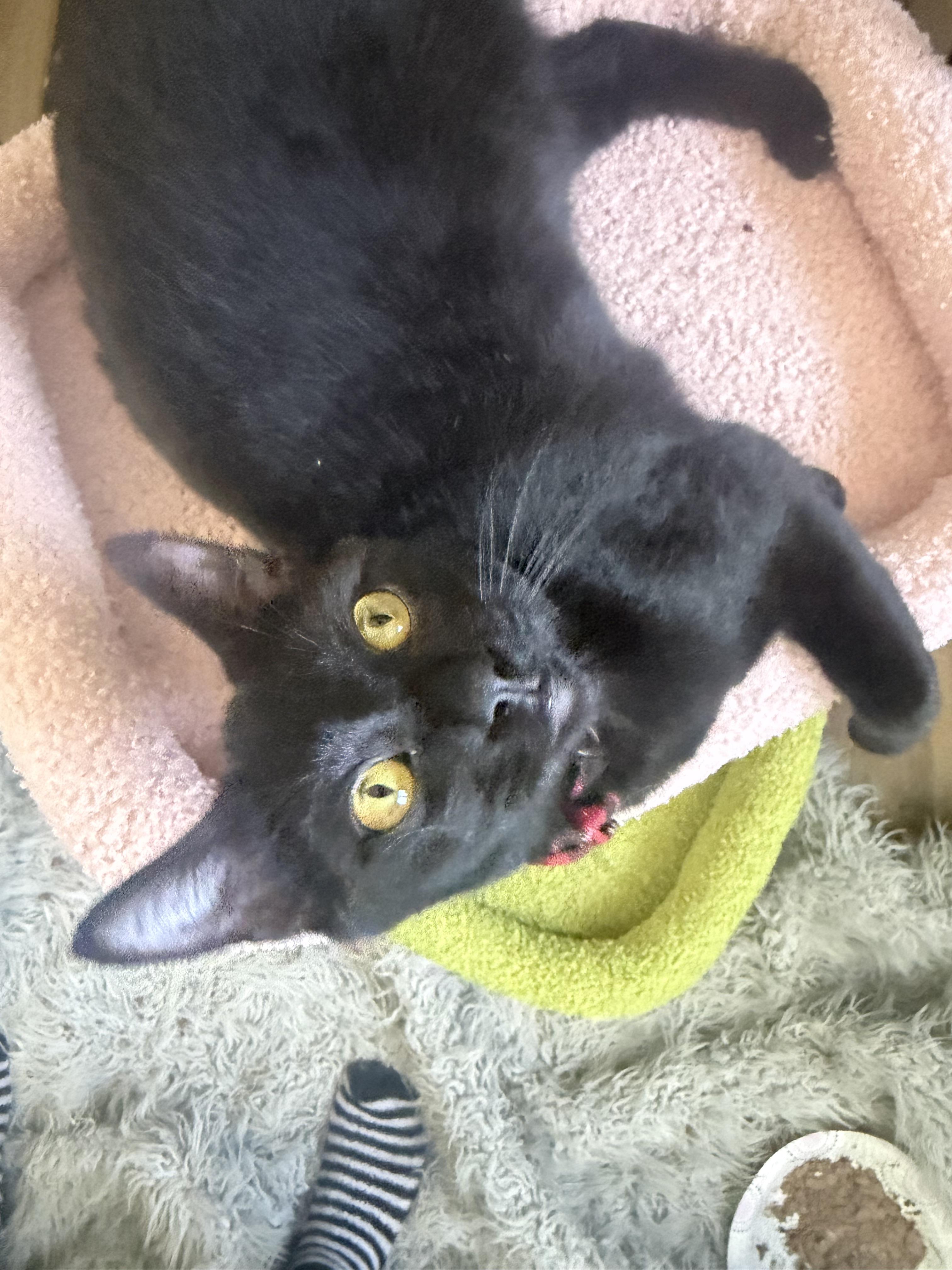 Enlarge Rocky, a ADOPTABLE Domestic Short Hair in Rio Linda, CA image 2/4