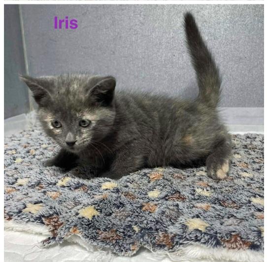 Enlarge Iris, an adopted Dilute Calico in Mount Pleasant, TX image 1/3