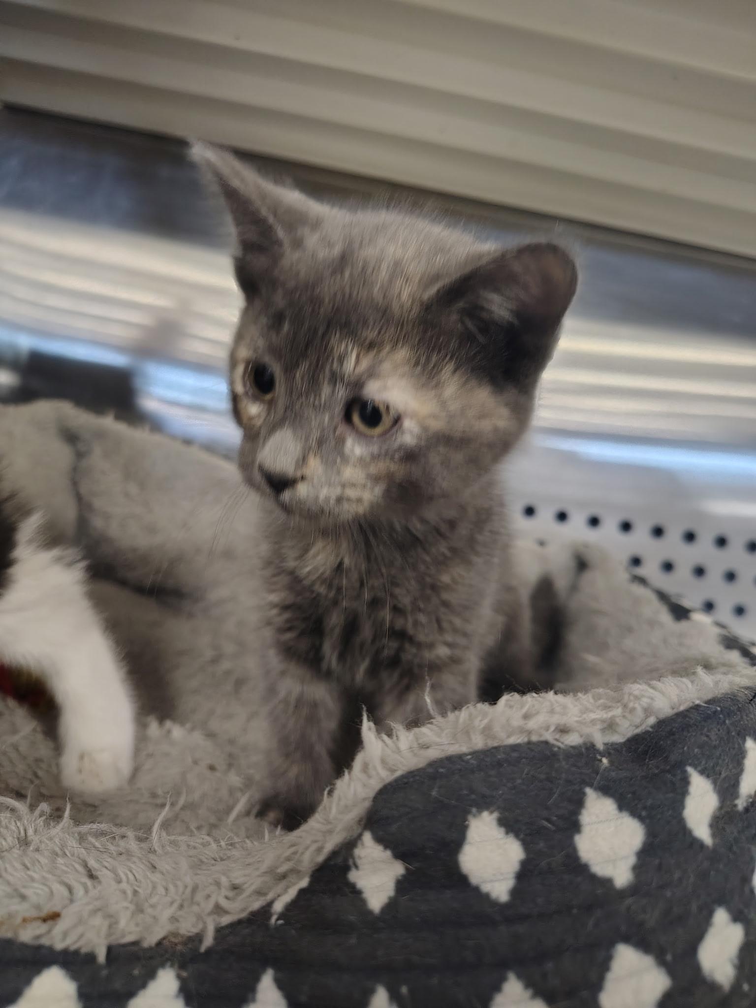 Enlarge Iris, an adopted Dilute Calico in Mount Pleasant, TX image 2/3