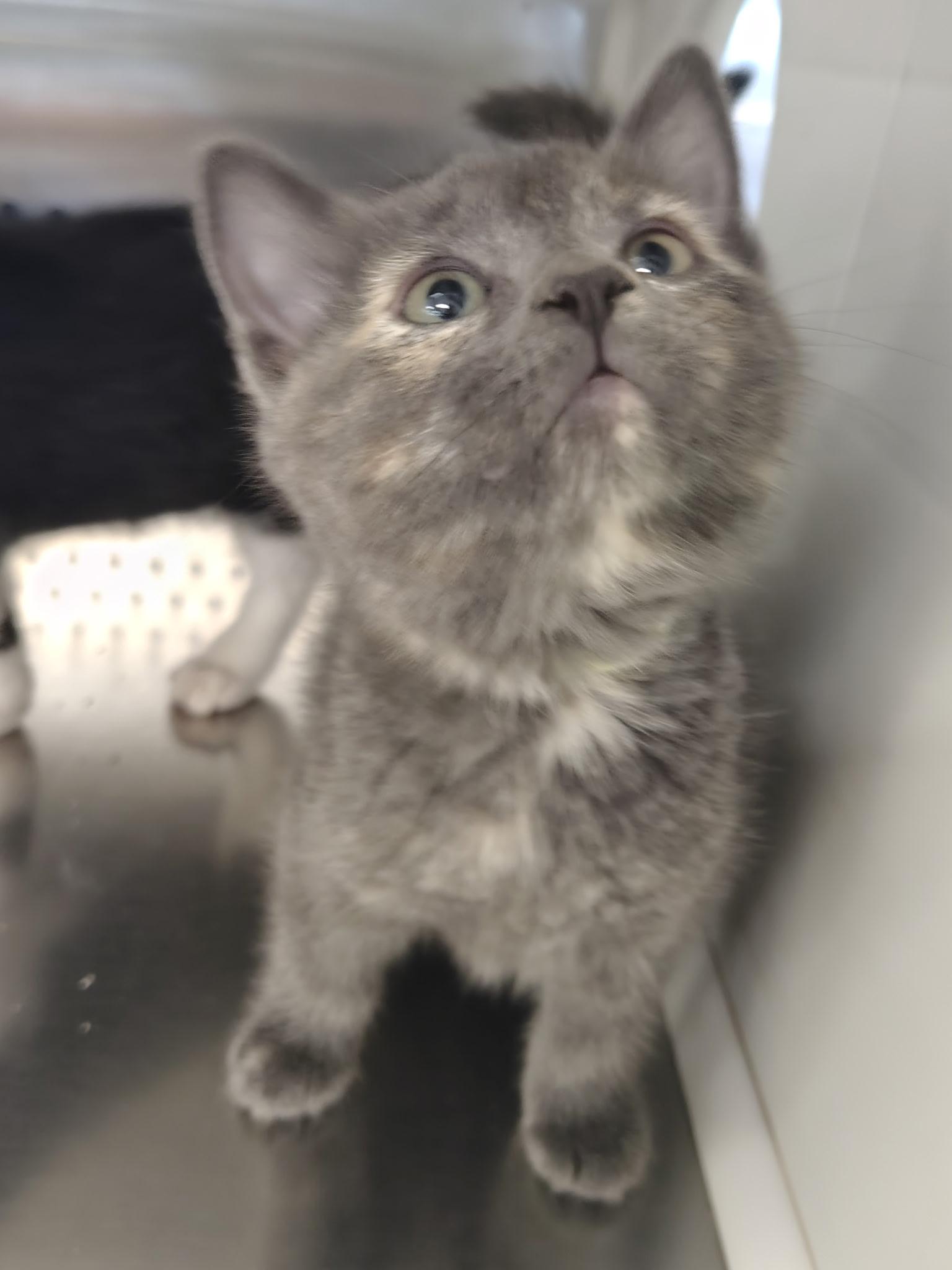 Enlarge Iris, an adopted Dilute Calico in Mount Pleasant, TX image 3/3