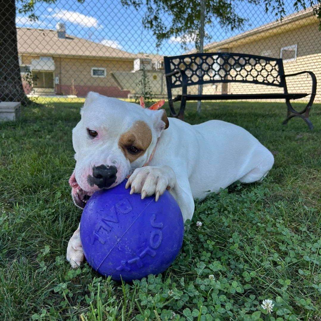 Sweet Pea, an adoptable Pit Bull Terrier in Maryville, MO, 64468 | Photo Image 2