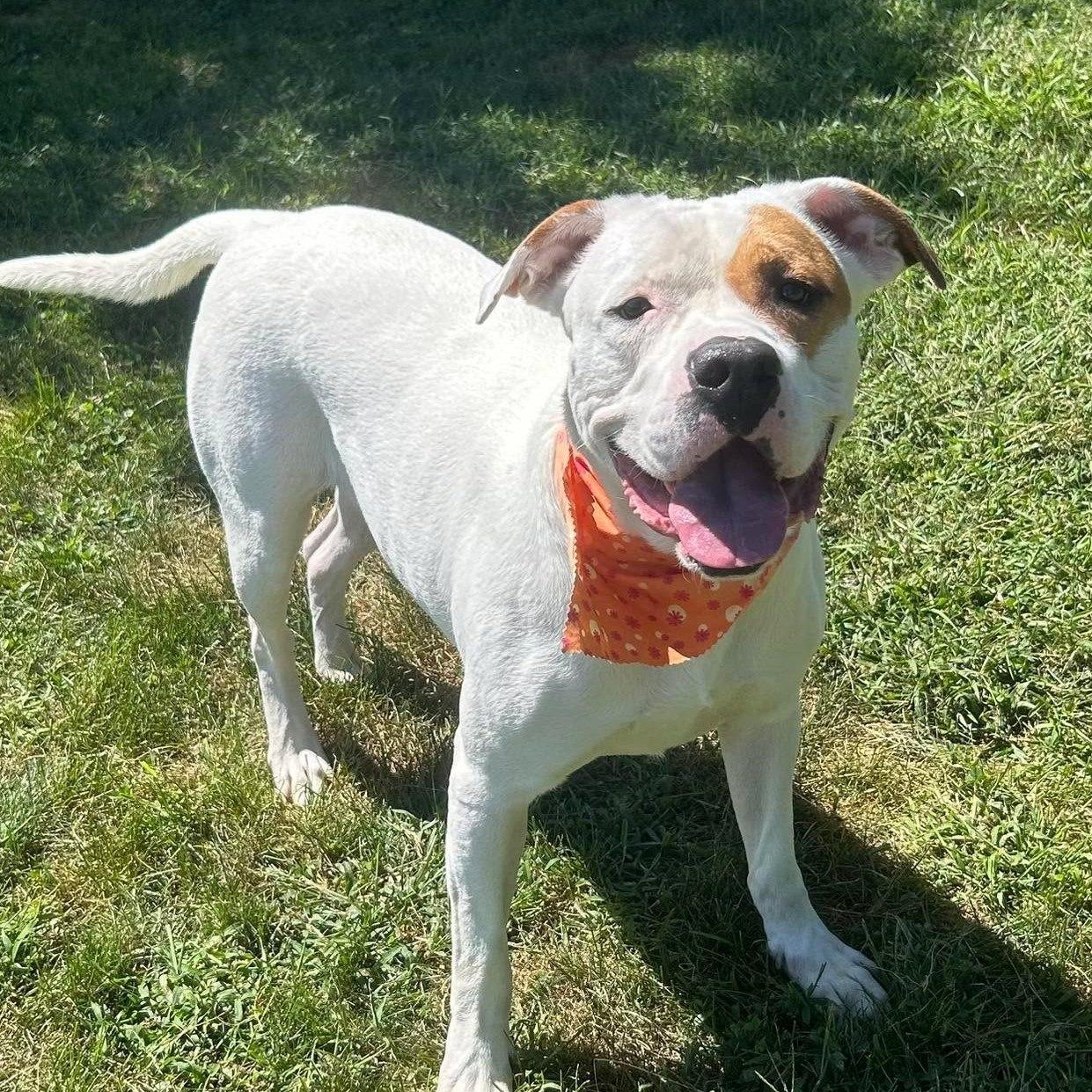 Sweet Pea, an adoptable Pit Bull Terrier in Maryville, MO, 64468 | Photo Image 3