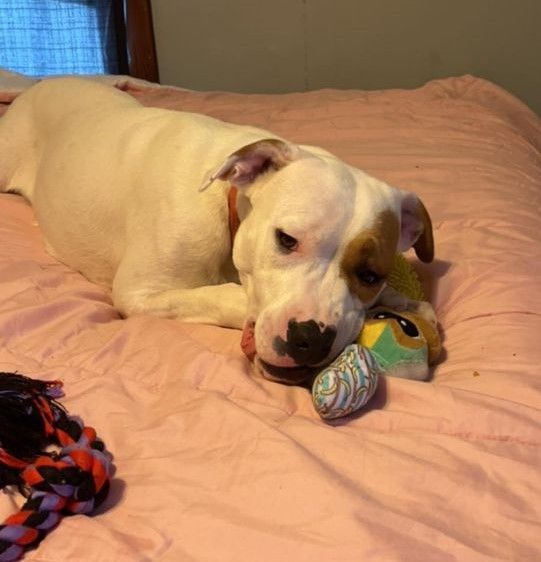 Enlarge Sweet Pea, a Adoptable mixed breed in Maryville, MO image 6/6