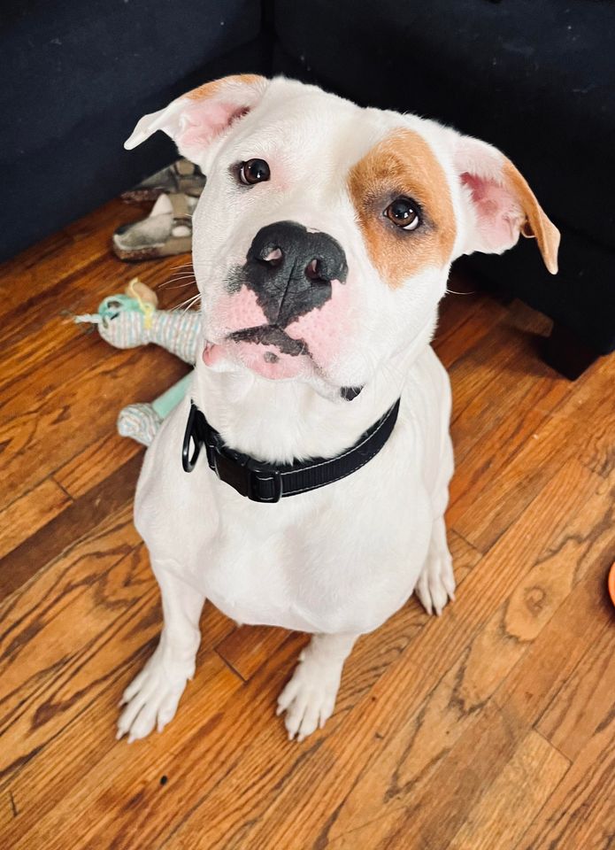 Enlarge Sweet Pea, a Adoptable mixed breed in Maryville, MO image 4/6