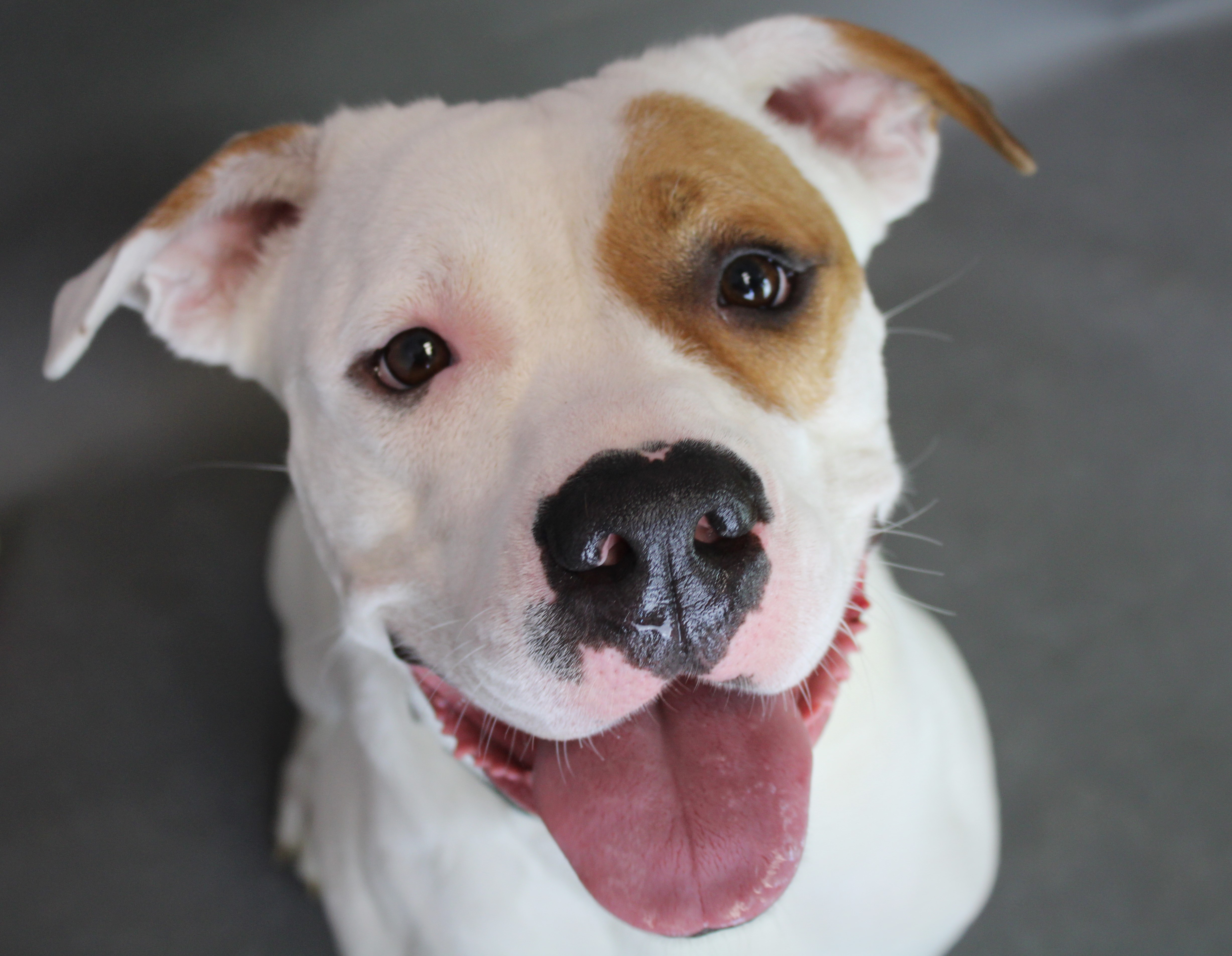 Sweet Pea, Adoptable, Adult Female Pit Bull Terrier.