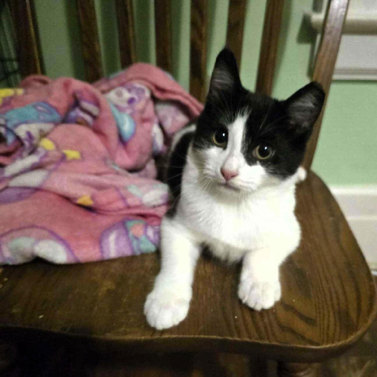 Oreo, Adoptable, Kitten Male Domestic Short Hair & Tuxedo.