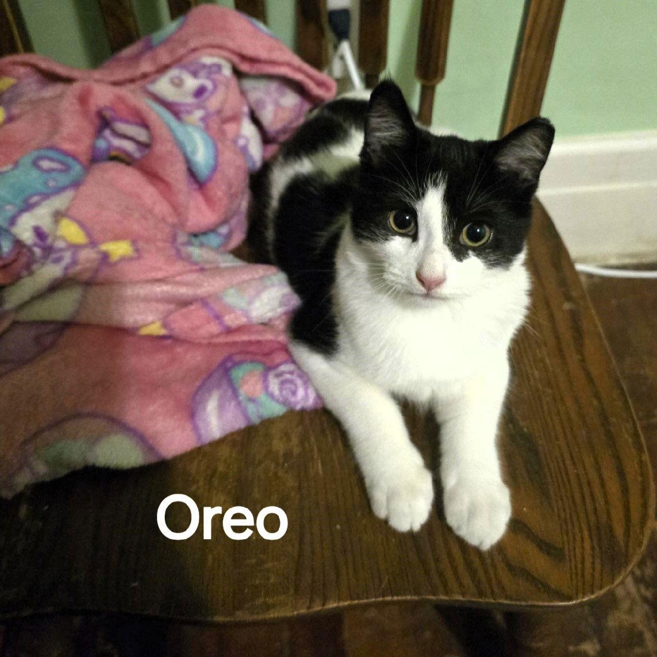 Oreo, Adoptable, Kitten Male Domestic Short Hair & Tuxedo.