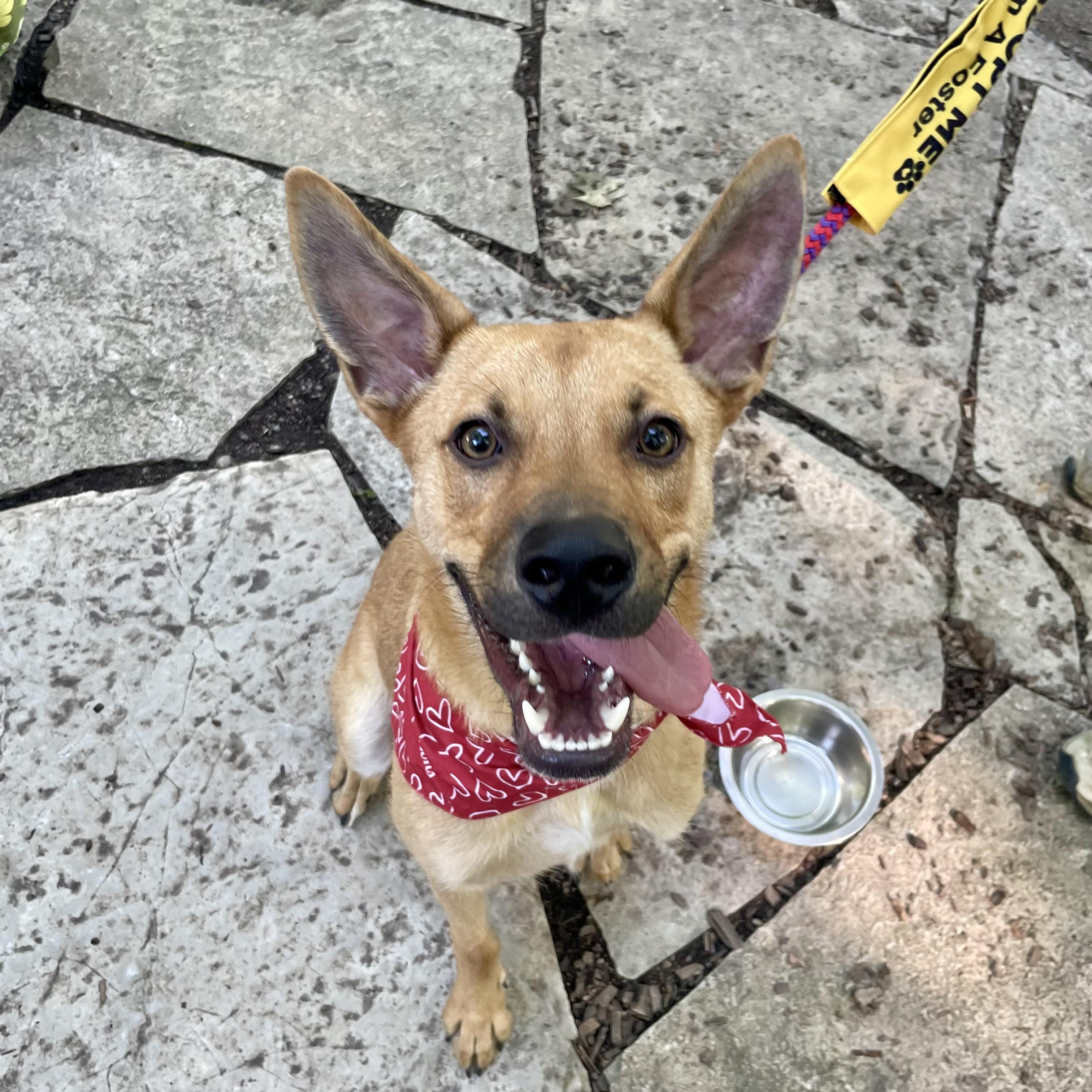 Sammy, a ADOPTABLE mixed breed in Prior Lake, MN image 4/6