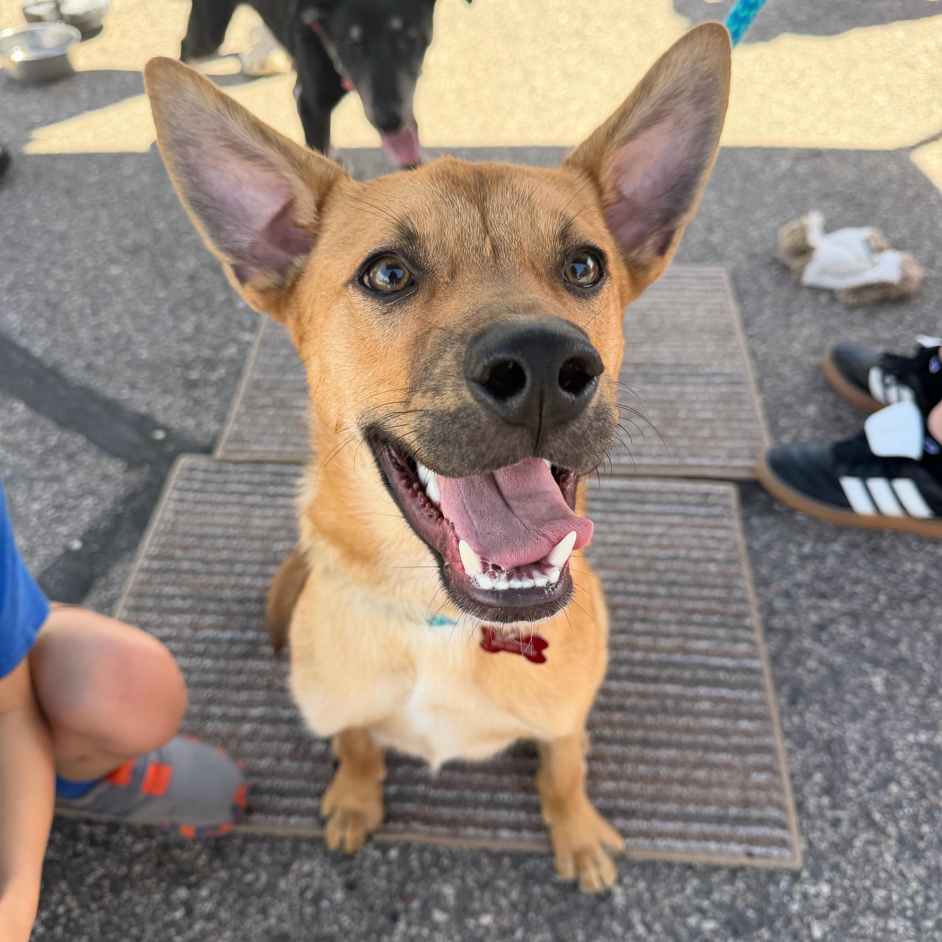 Enlarge Sammy, a ADOPTABLE mixed breed in Prior Lake, MN image 1/4