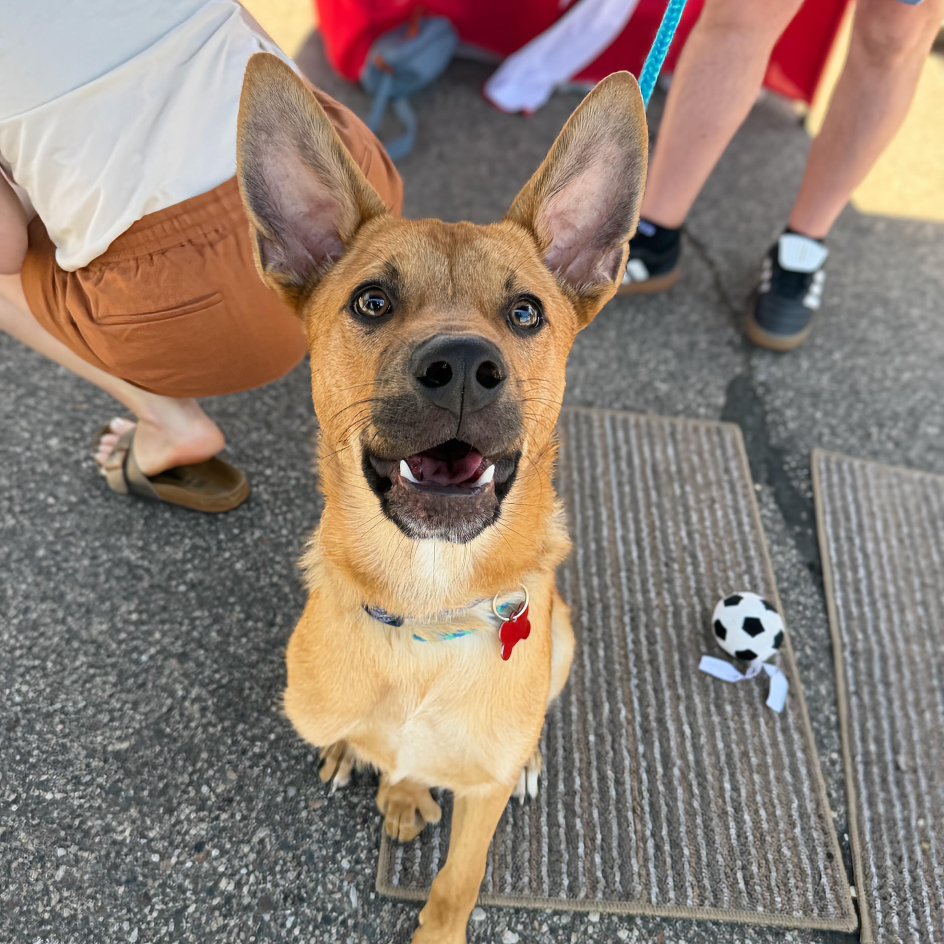 Enlarge Sammy, a ADOPTABLE mixed breed in Prior Lake, MN image 4/4