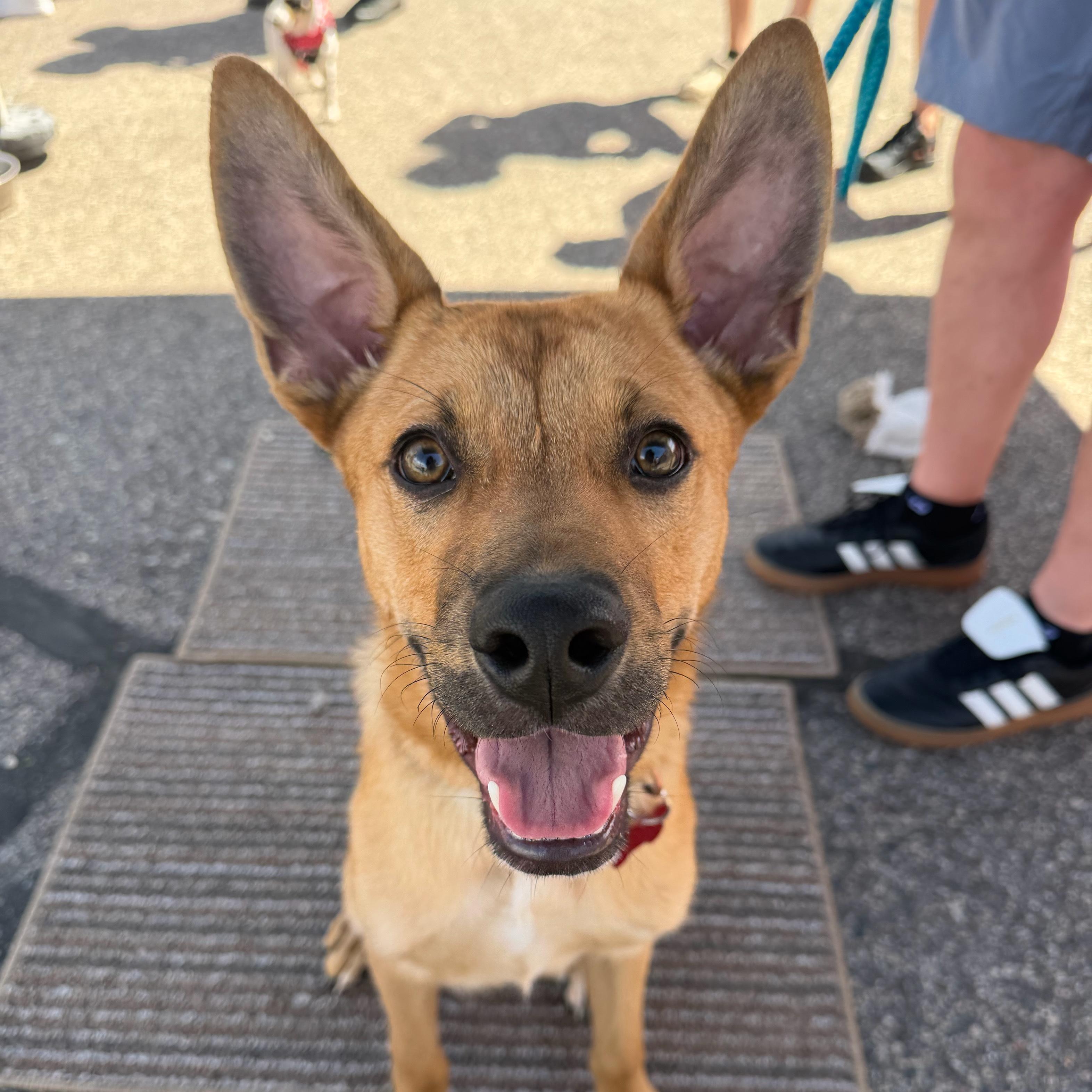 Enlarge Sammy, a ADOPTABLE mixed breed in Prior Lake, MN image 2/4