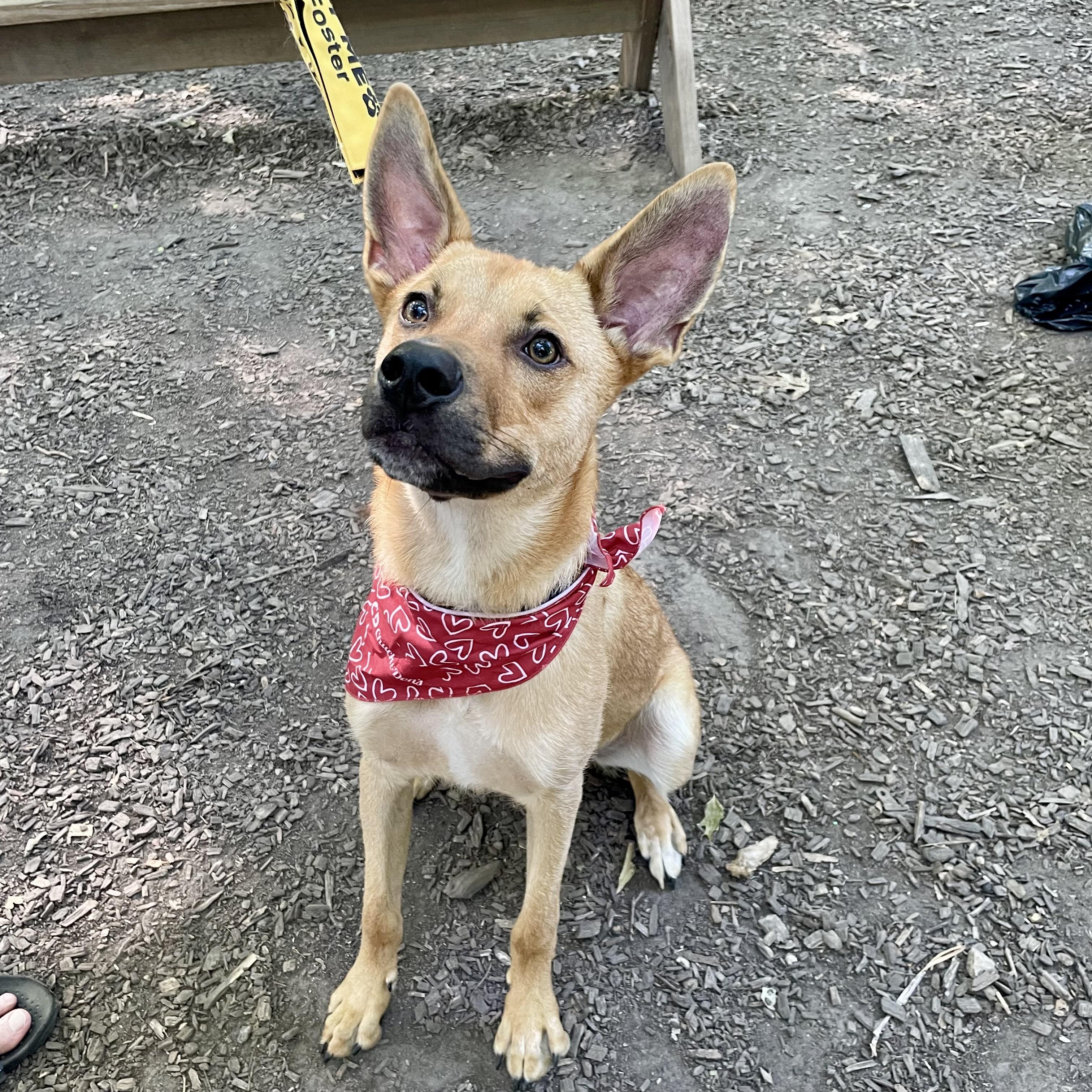 Sammy, a ADOPTABLE mixed breed in Prior Lake, MN image 2/6
