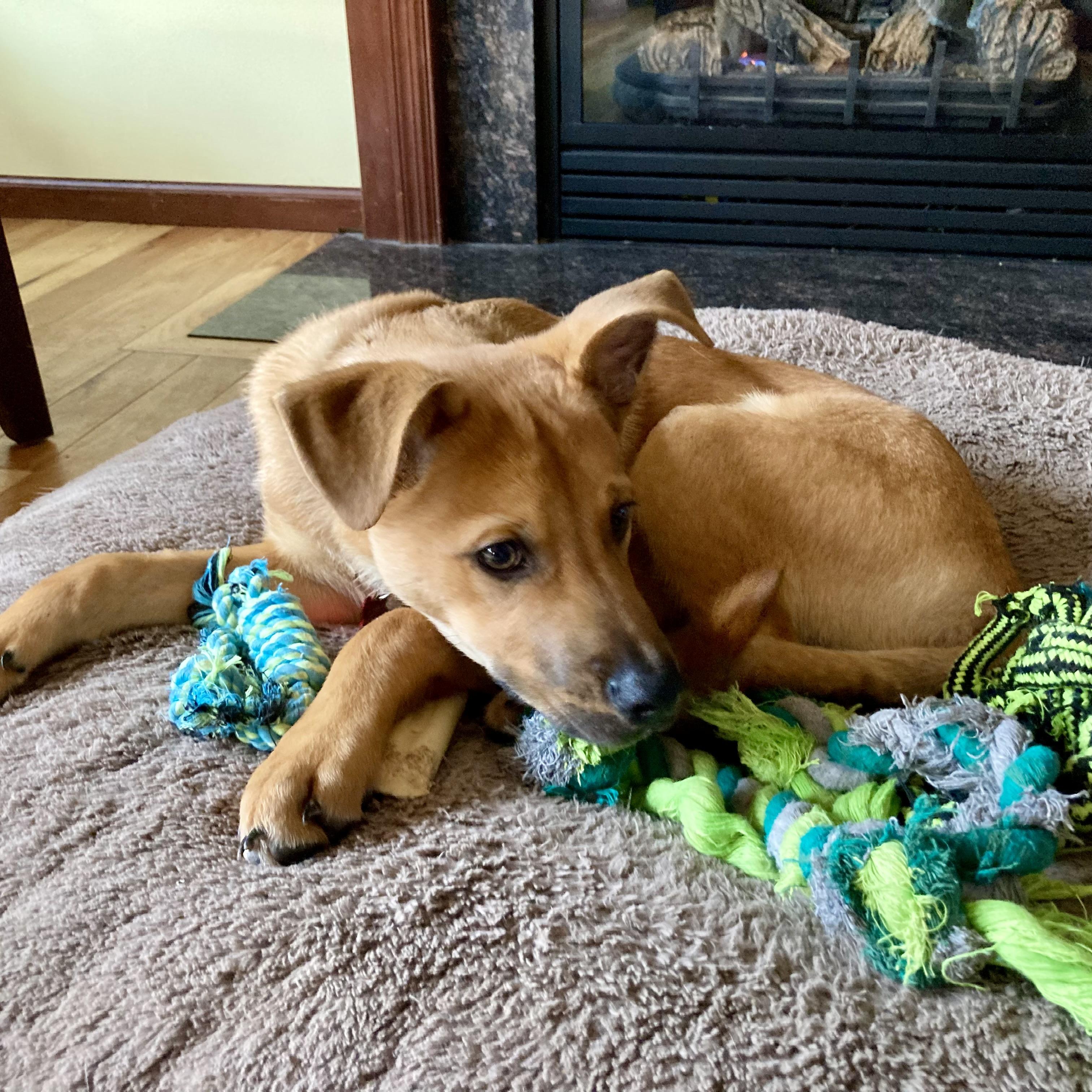 Enlarge Sammy, a ADOPTABLE mixed breed in Prior Lake, MN image 3/5