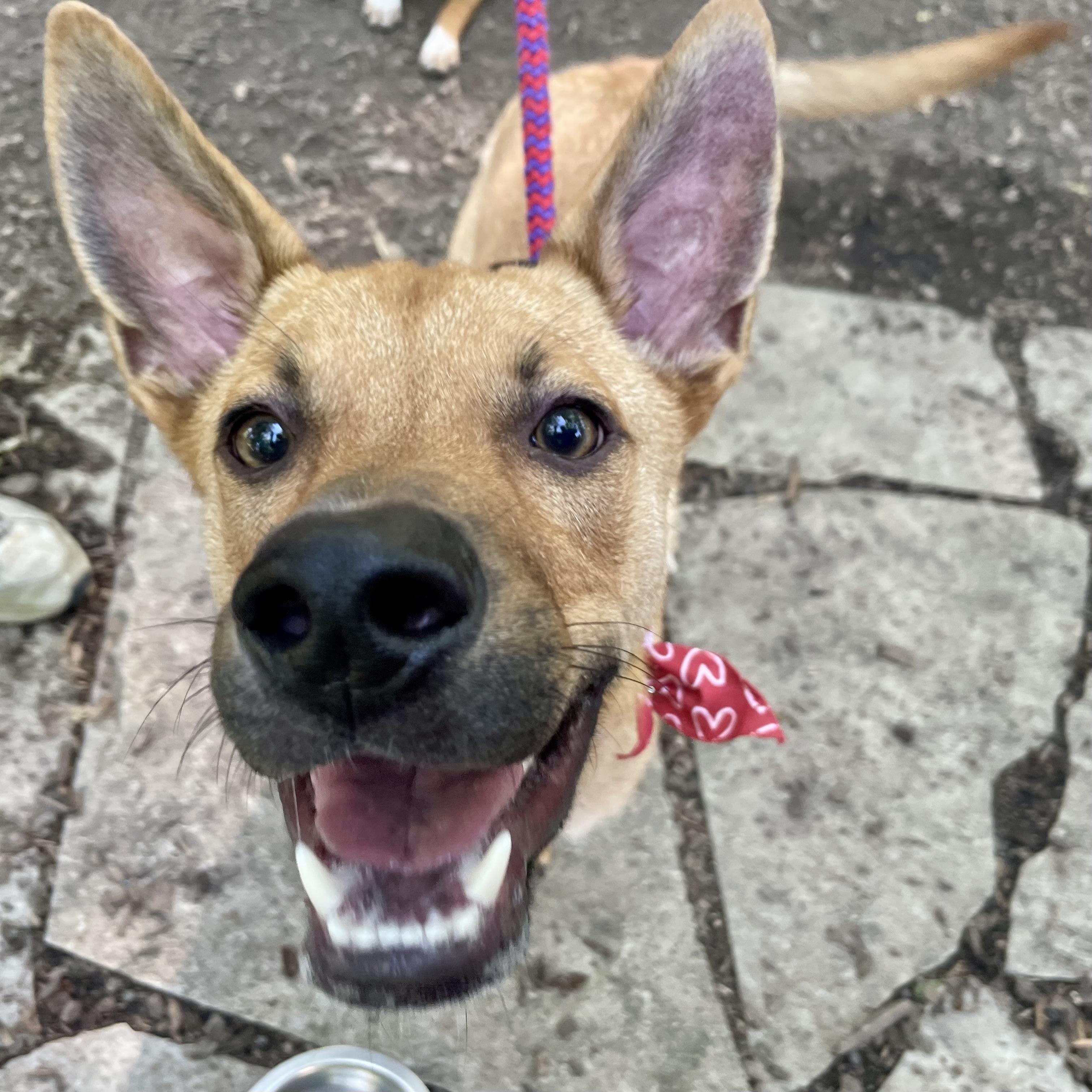Sammy, a ADOPTABLE mixed breed in Prior Lake, MN image 1/6