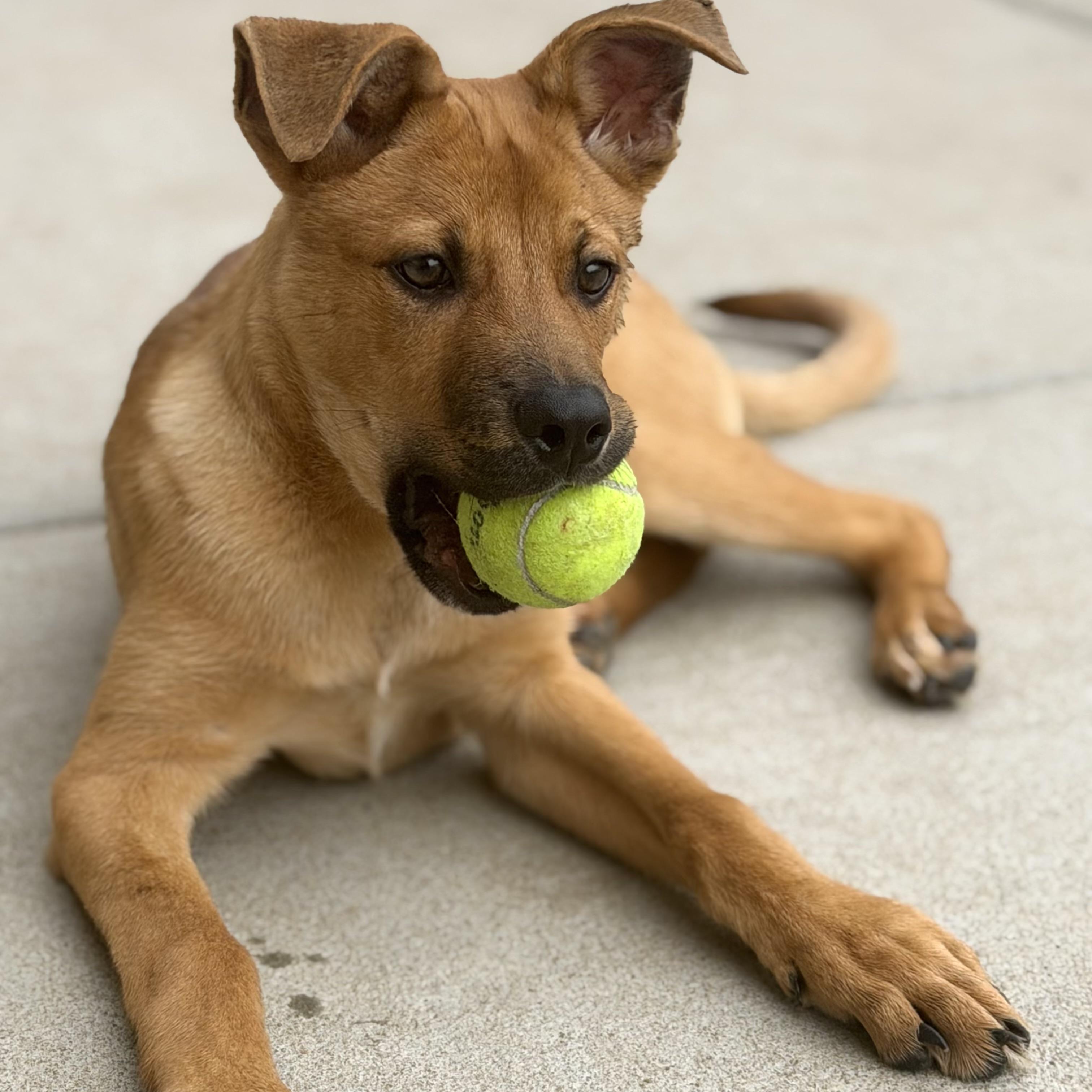 Enlarge Sammy, a ADOPTABLE mixed breed in Prior Lake, MN image 1/5