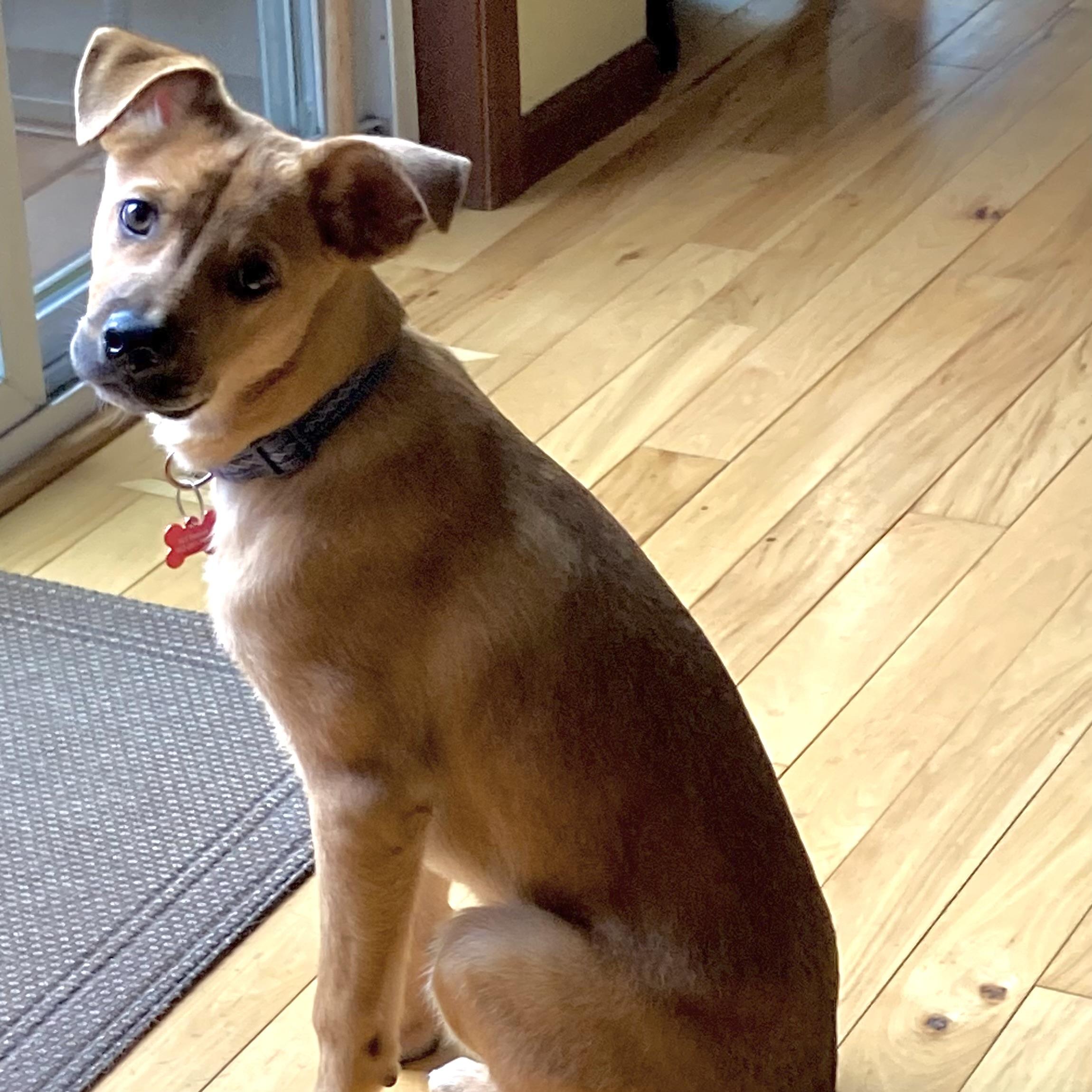 Enlarge Sammy, a ADOPTABLE mixed breed in Prior Lake, MN image 4/5