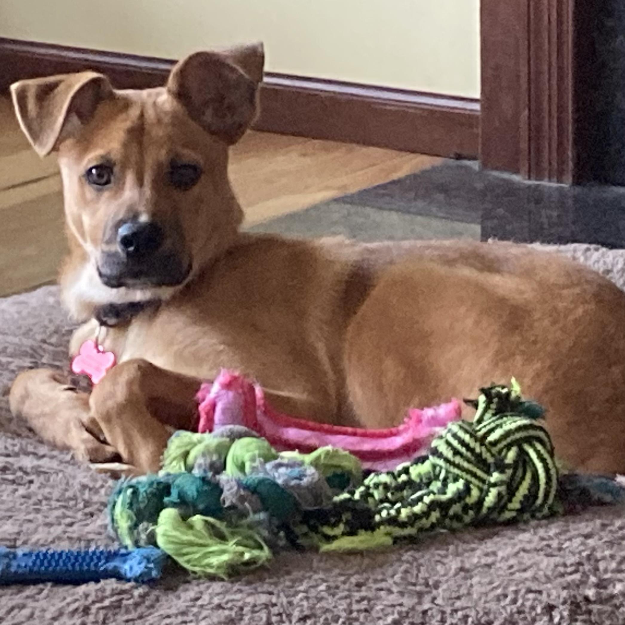 Enlarge Sammy, a ADOPTABLE mixed breed in Prior Lake, MN image 5/5