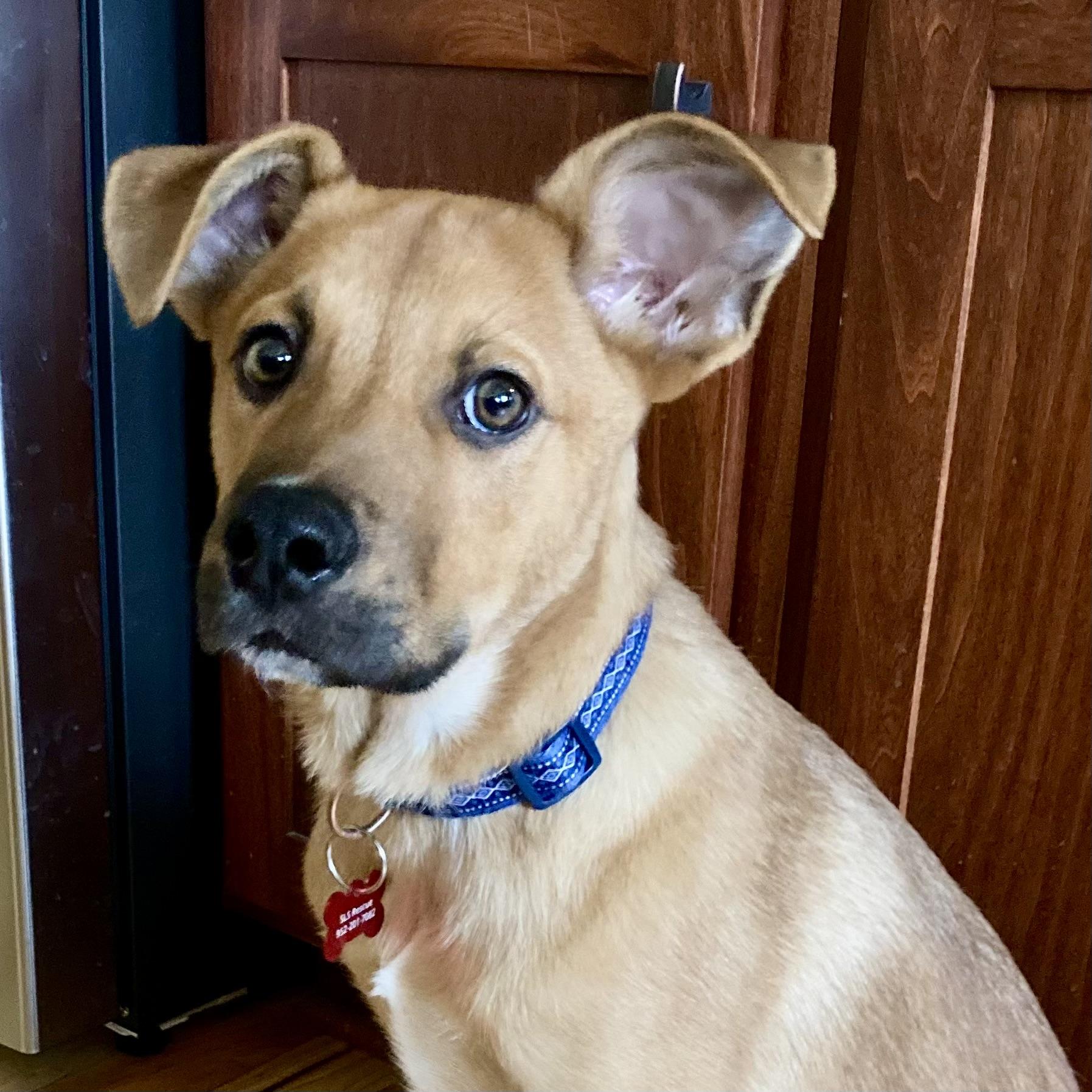 Enlarge Sammy, a ADOPTABLE mixed breed in Prior Lake, MN image 2/5