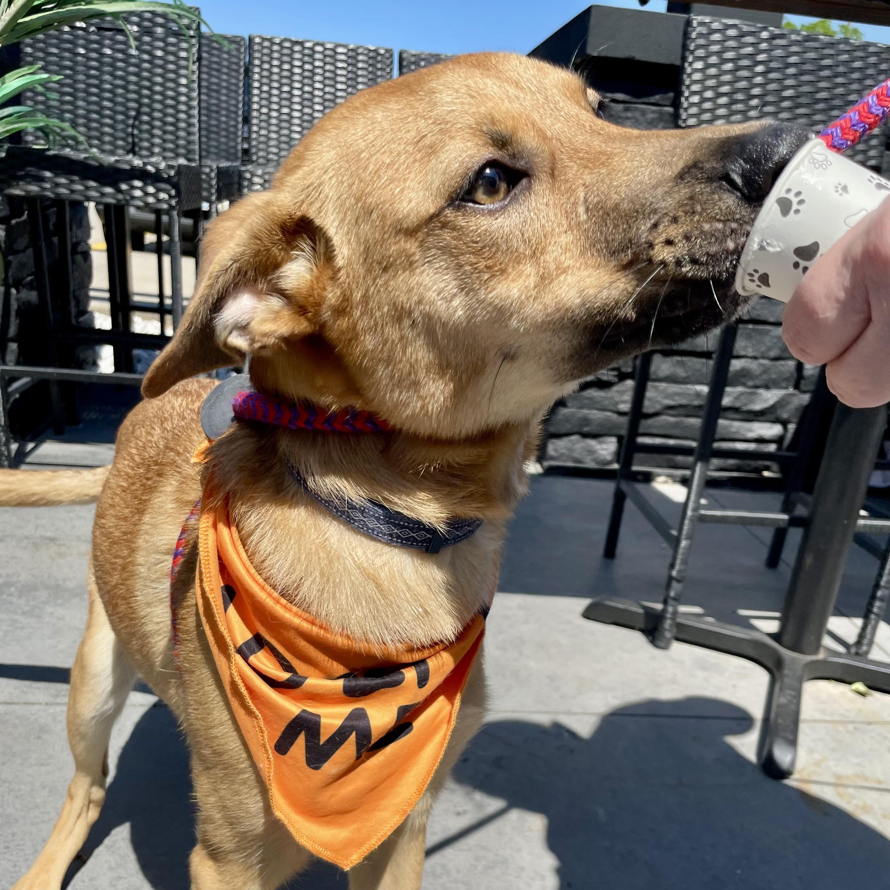 Sammy, a ADOPTABLE mixed breed in Prior Lake, MN image 6/6