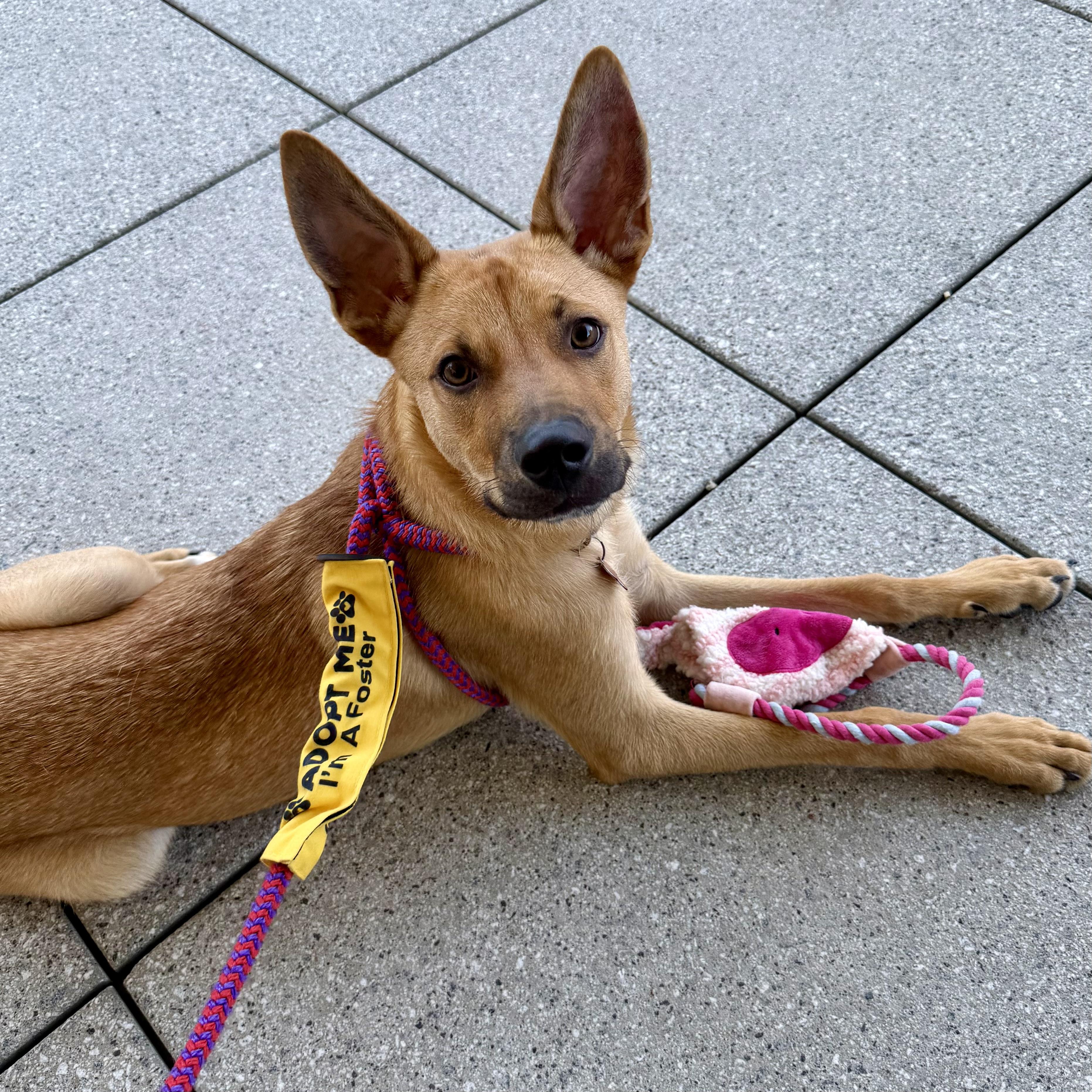 Sammy, a ADOPTABLE mixed breed in Prior Lake, MN image 5/6
