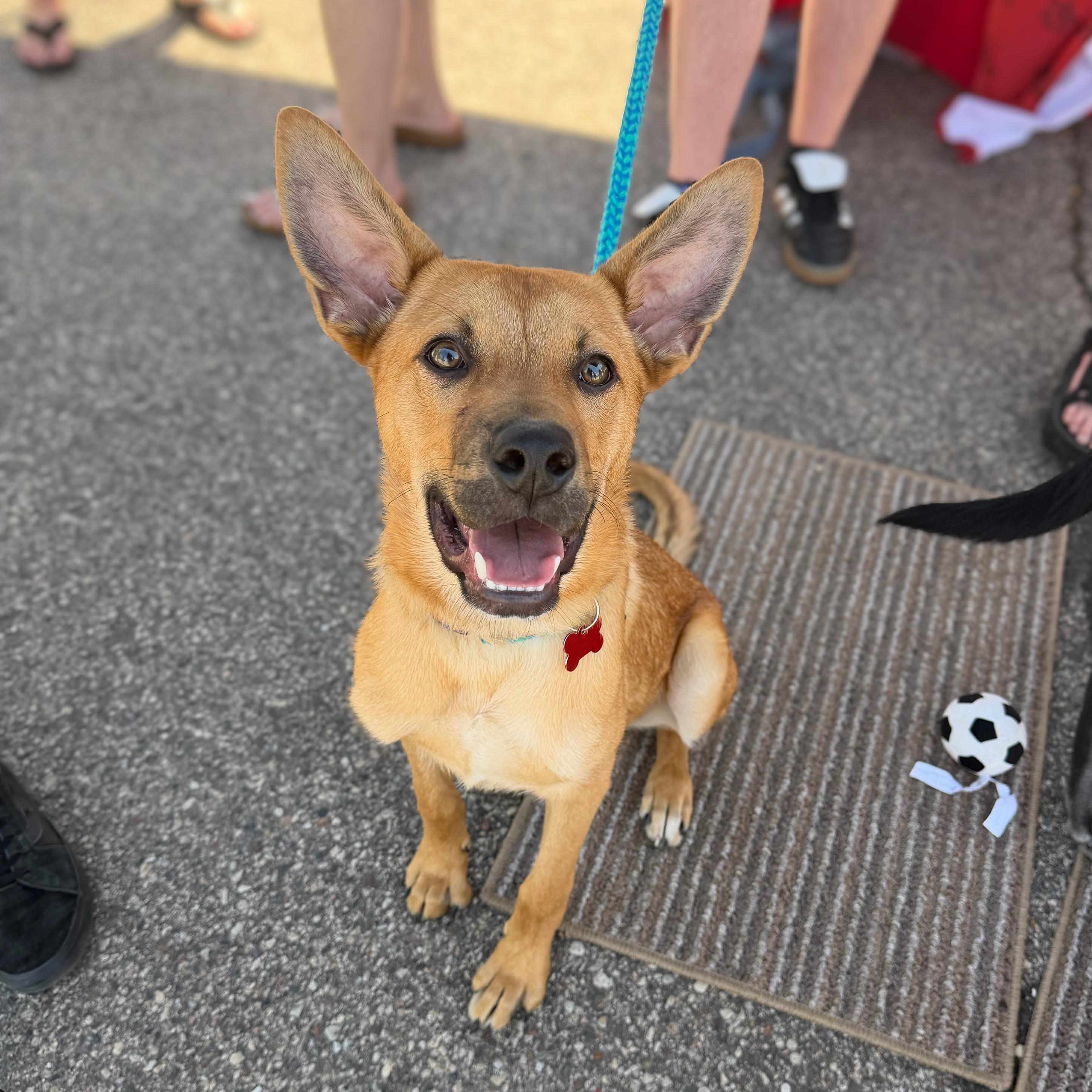 Enlarge Sammy, a ADOPTABLE mixed breed in Prior Lake, MN image 3/4