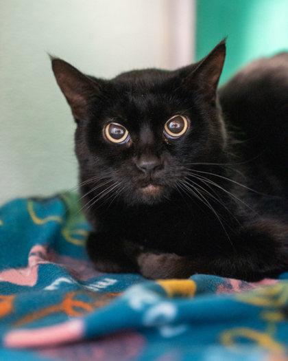 Enlarge Wiley, a Adoptable Domestic Short Hair in Pequot Lakes, MN image 1/3
