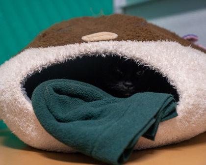 Enlarge Wiley, a Adoptable Domestic Short Hair in Pequot Lakes, MN image 2/3