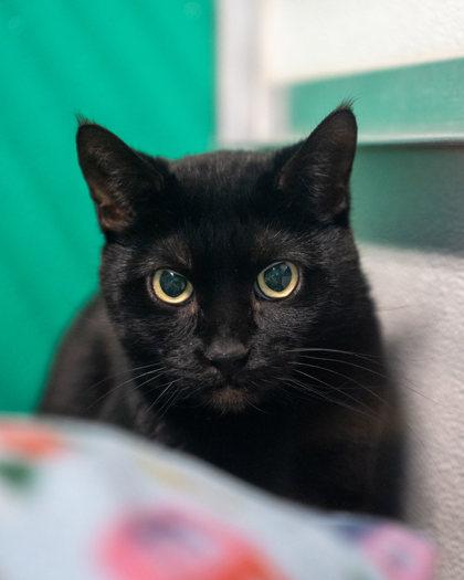 Wiley, Adoptable, Adult Female Domestic Short Hair & Domestic Short Hair.