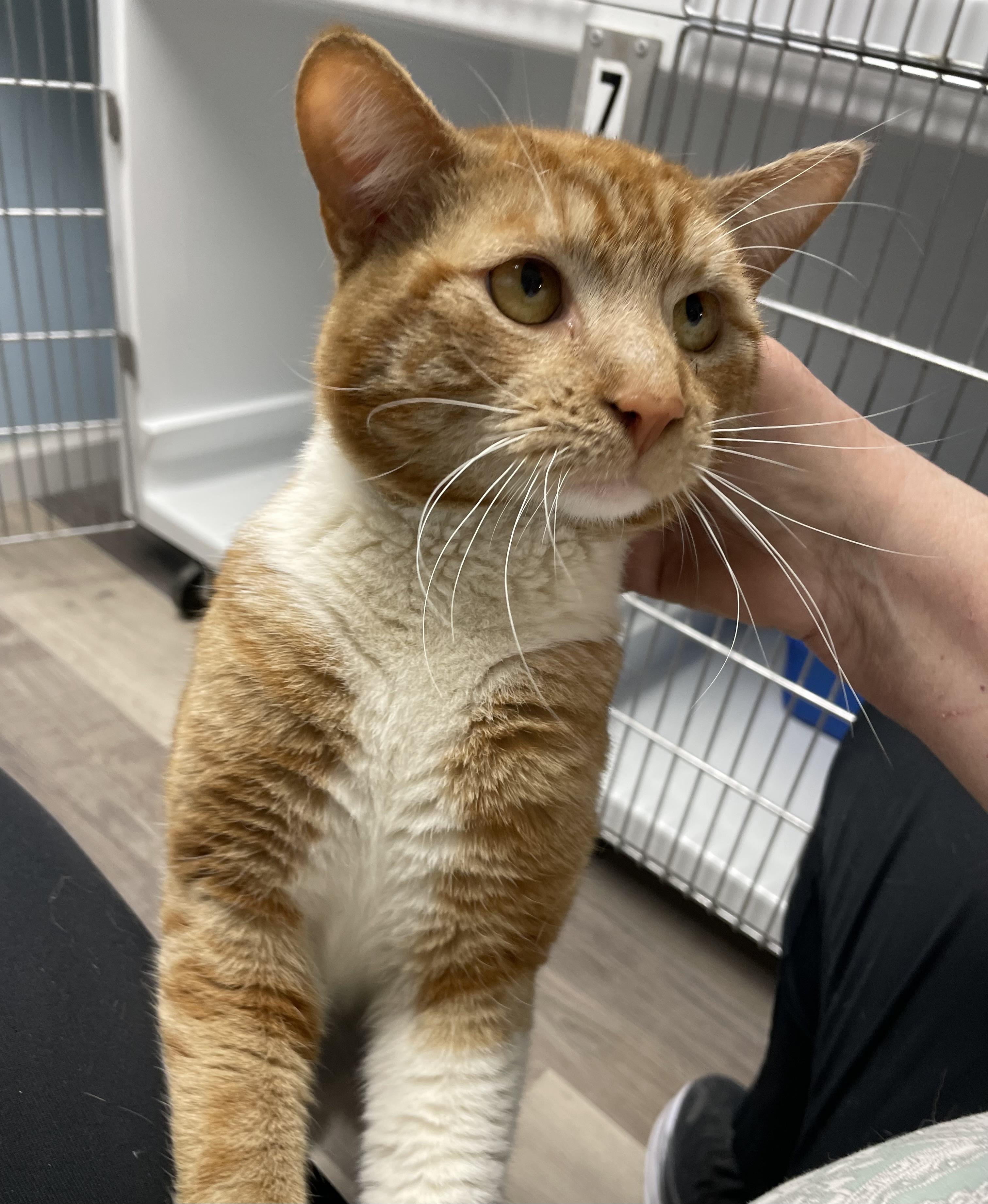 Booker, an adopted Domestic Short Hair in Colonia, NJ image 2/4