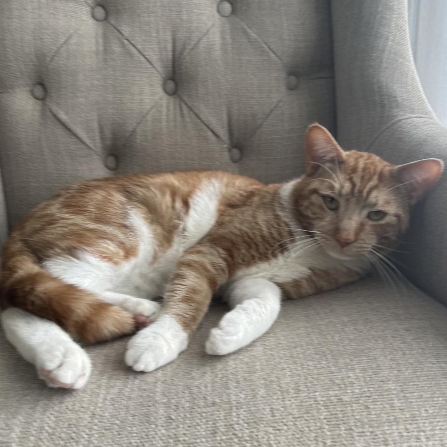 Booker, adopted, Adult Male Domestic Short Hair.