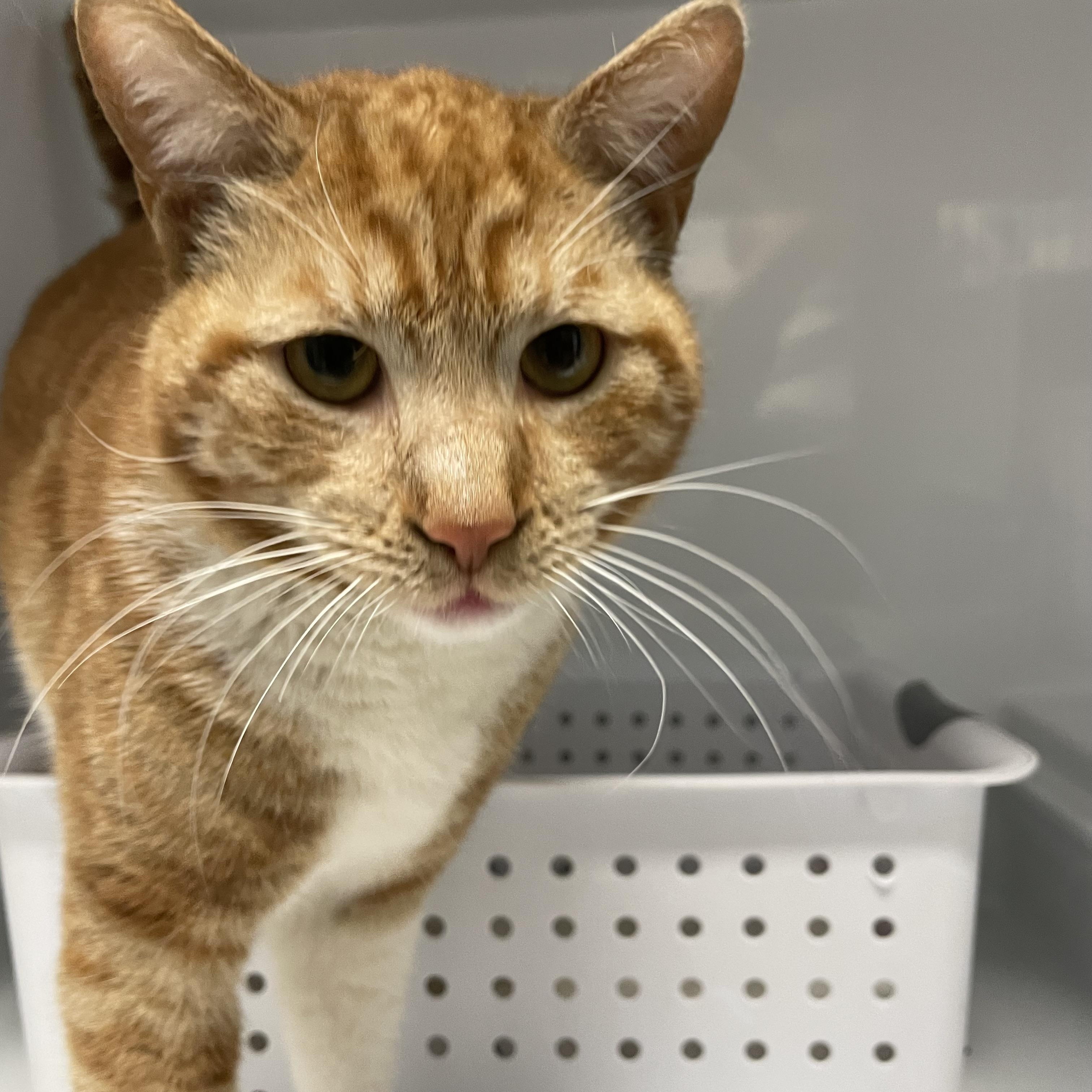 Booker, an adopted Domestic Short Hair in Colonia, NJ image 3/4