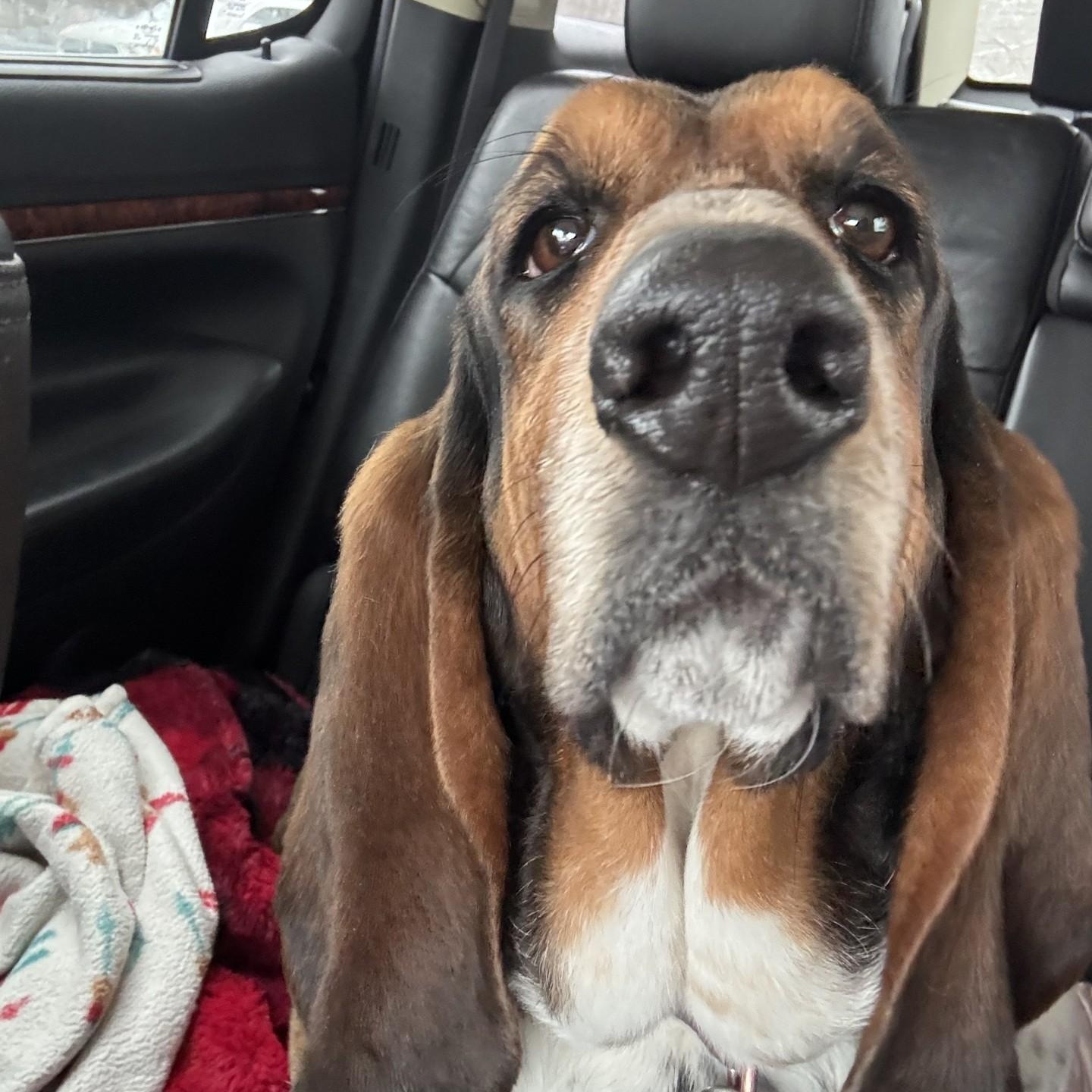 Enlarge Sweetie, a ADOPTABLE Basset Hound in Milwaukee, WI image 1/4