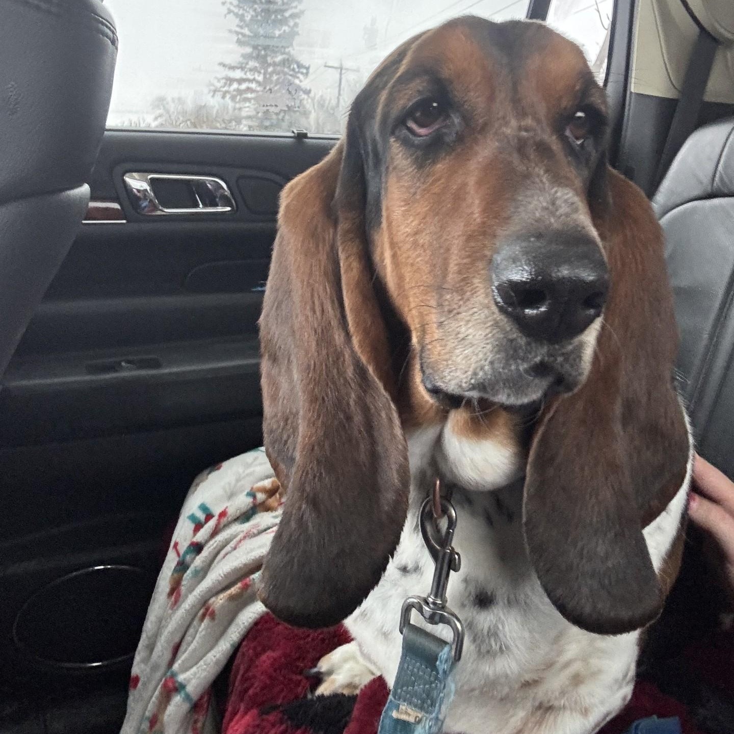 Enlarge Sweetie, a ADOPTABLE Basset Hound in Milwaukee, WI image 3/4
