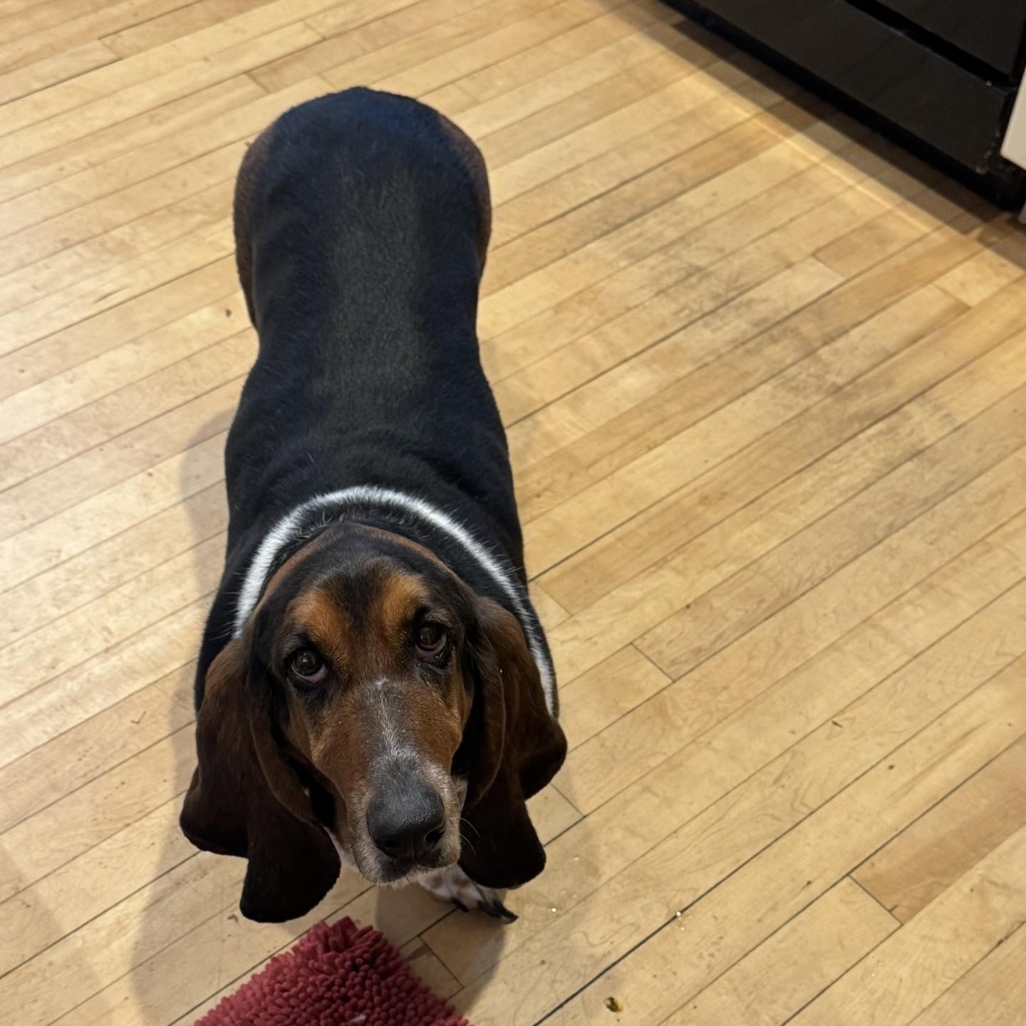 Enlarge Sweetie, a ADOPTABLE Basset Hound in Milwaukee, WI image 4/4