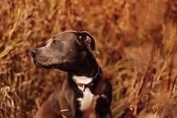 Mars, a Adoptable mixed breed in Wausau, WI image 1/5