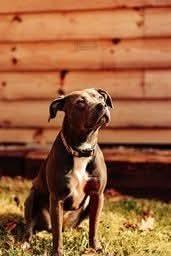 Mars, a Adoptable mixed breed in Wausau, WI image 2/5