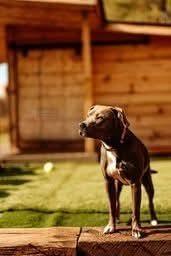 Mars, a Adoptable mixed breed in Wausau, WI image 3/5