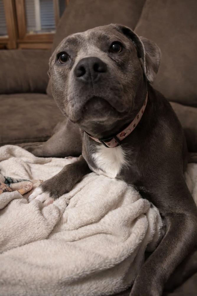 Enlarge Mars, a Adoptable mixed breed in Wausau, WI image 2/6