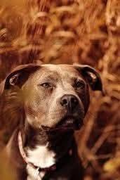 Mars, a Adoptable mixed breed in Wausau, WI image 4/5